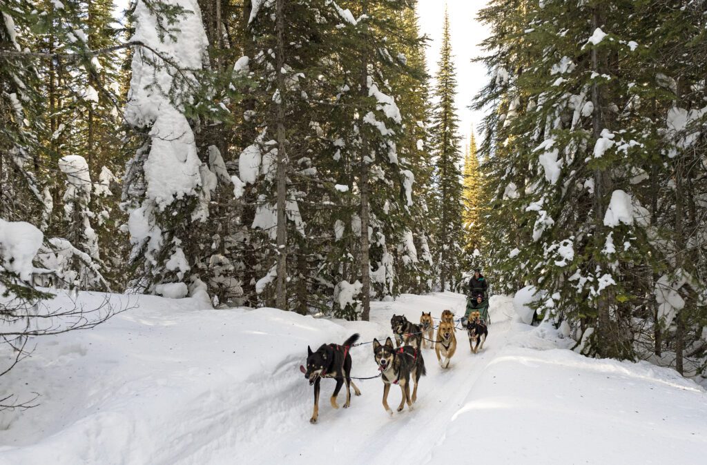 Sun Peaks Dog Sledding, Credit - Sun Peaks Resort