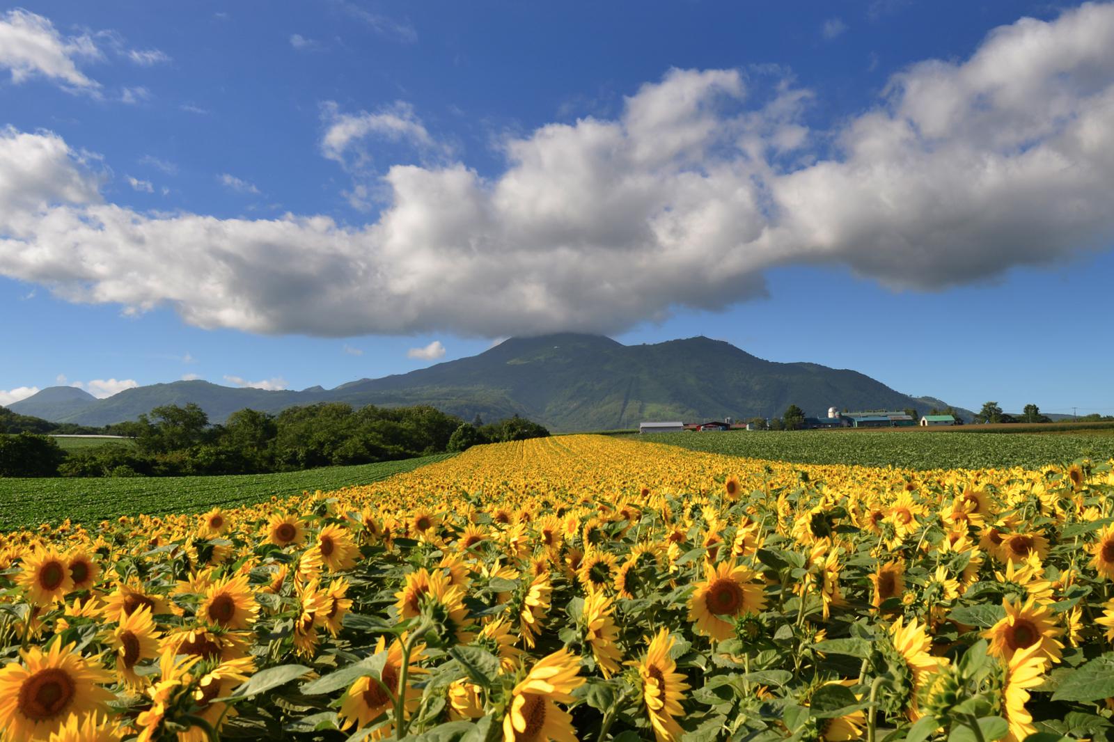 Niseko Village Green Season