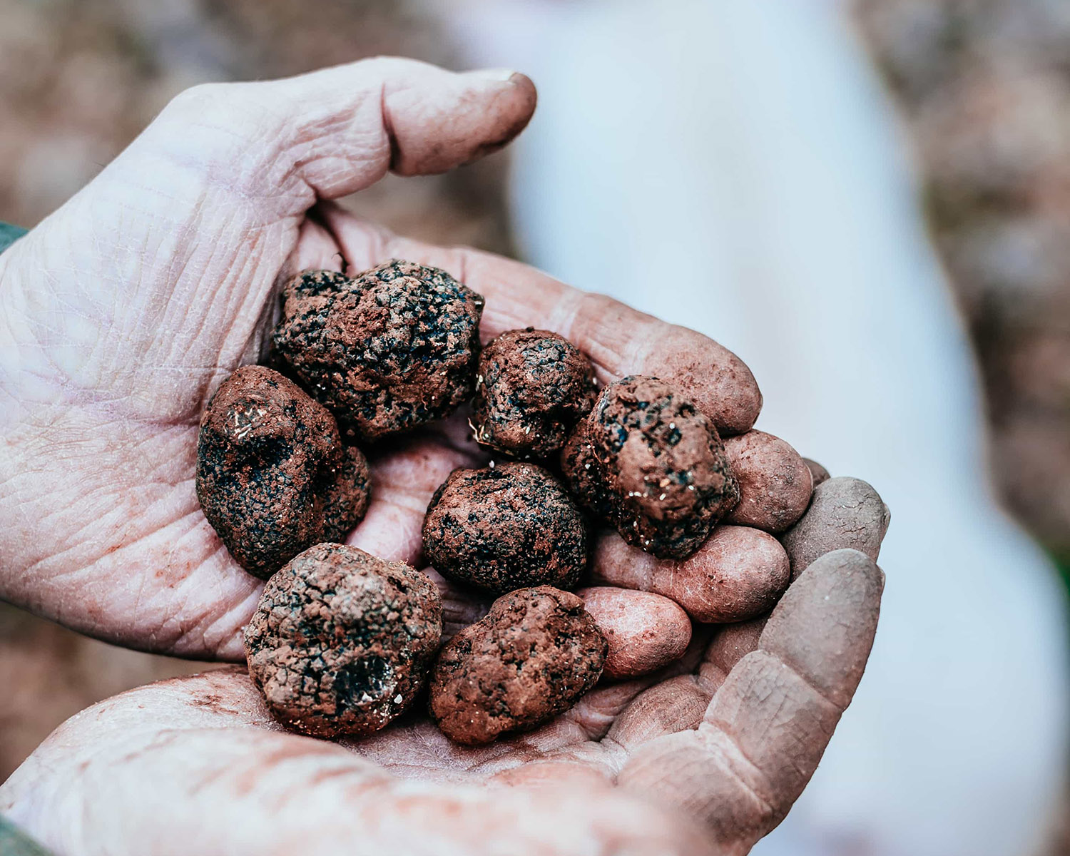 Truffles | Photo by Mark Parren Taylor