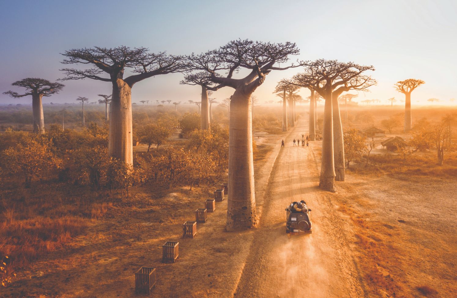 Baobab Trees