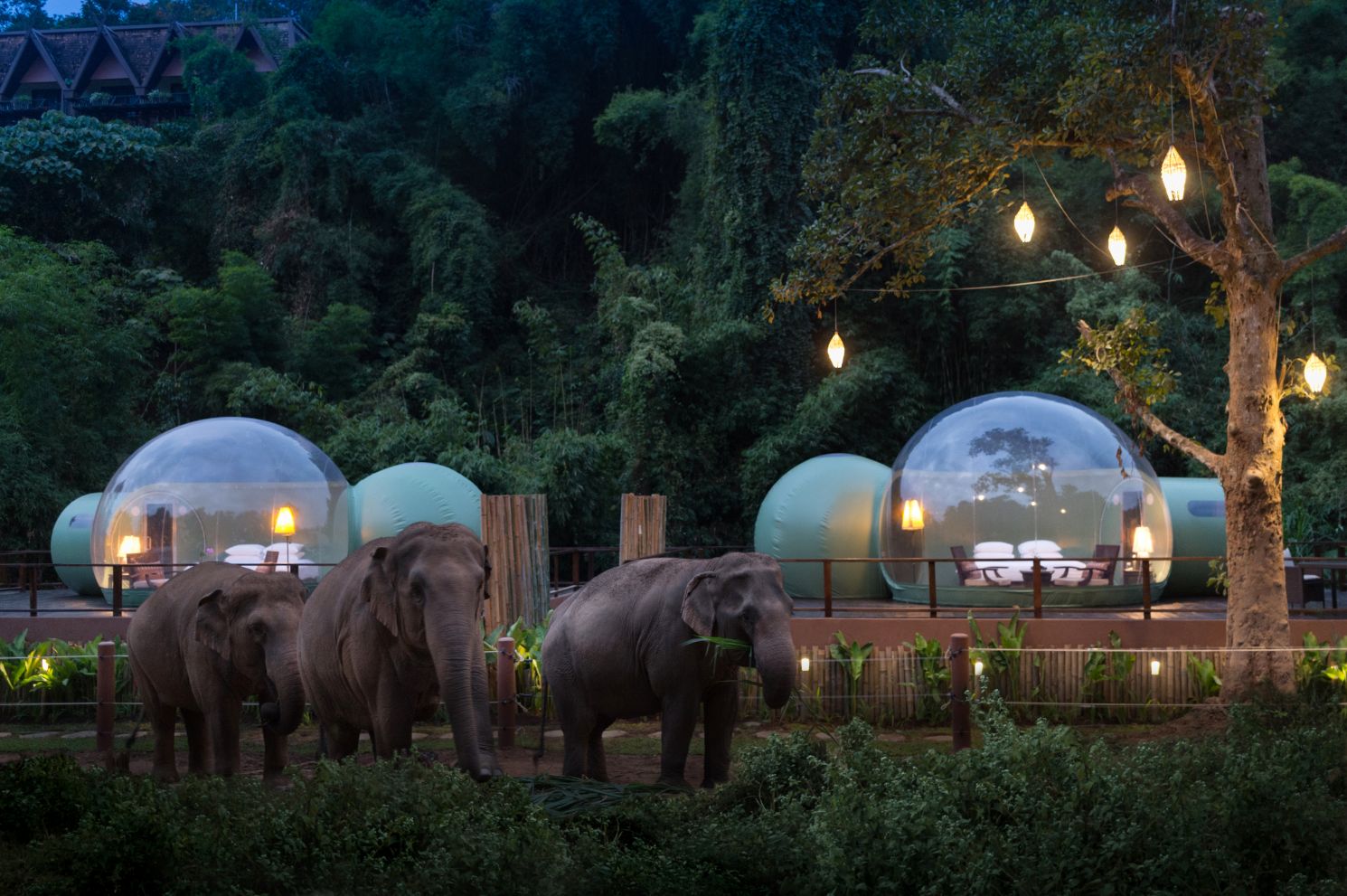 Jungle Bubbles at Dawn, Anantara Golden Triangle Elephant Camp & Resort, Thailand