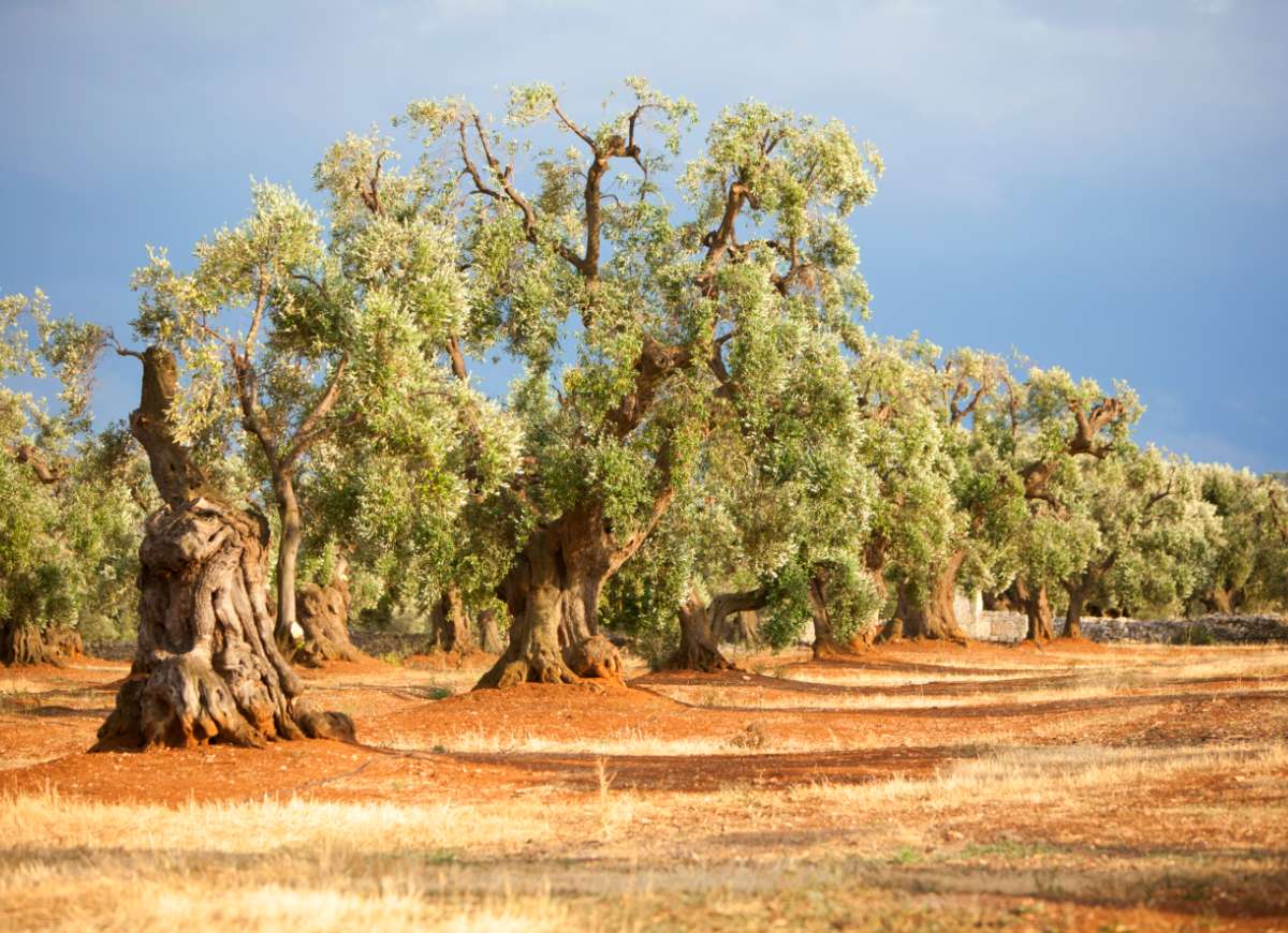 Millenary Olive trees in Salento. Credit Carlos Solito.