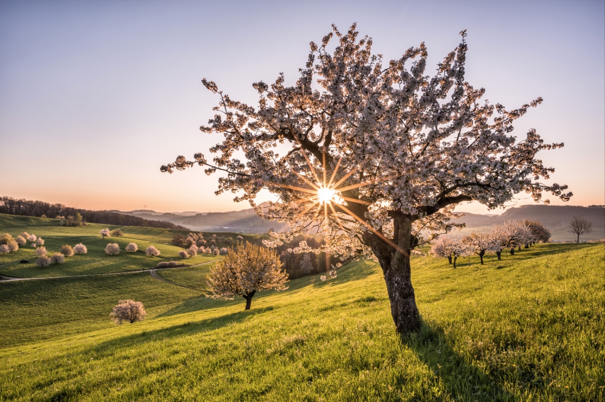 3 Places to Witness Switzerland’s Cherry Blossom Season