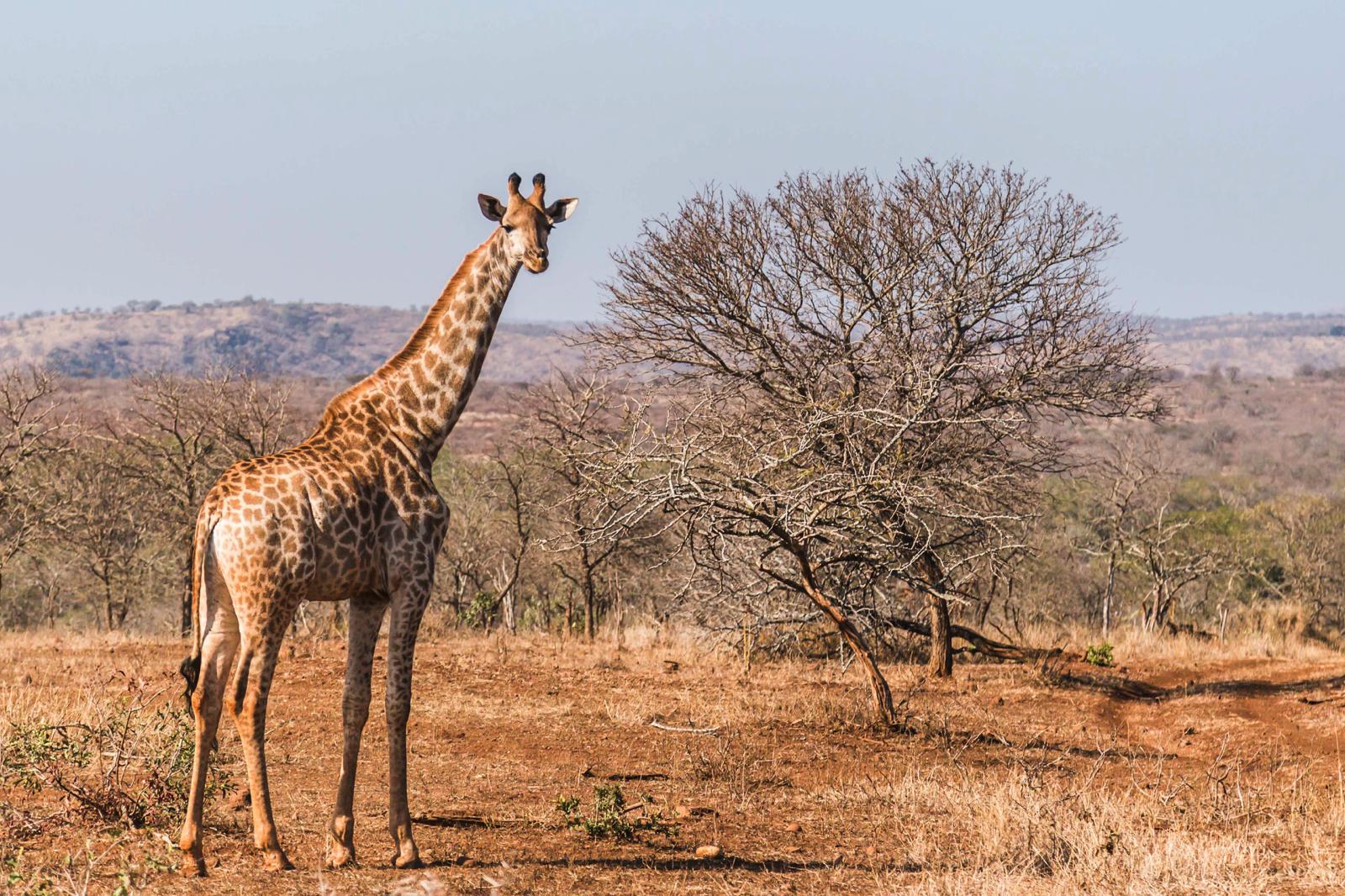 Going Beyond the Big Five with Conservation Safaris