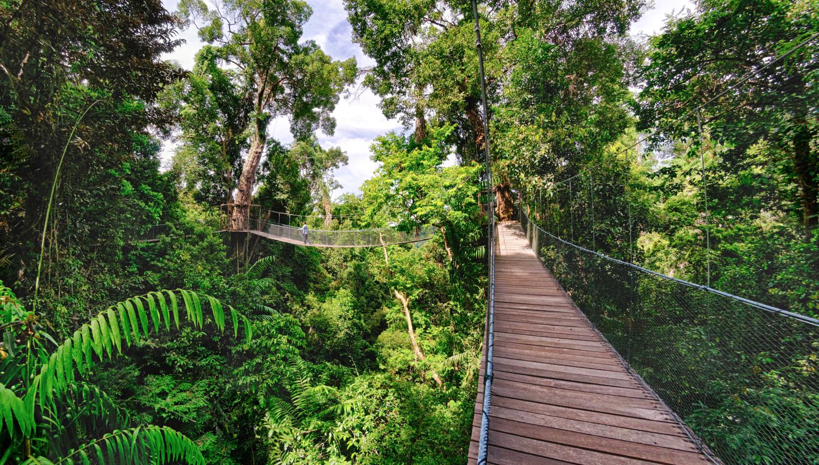 In the Pursuit of Luxury in Borneo