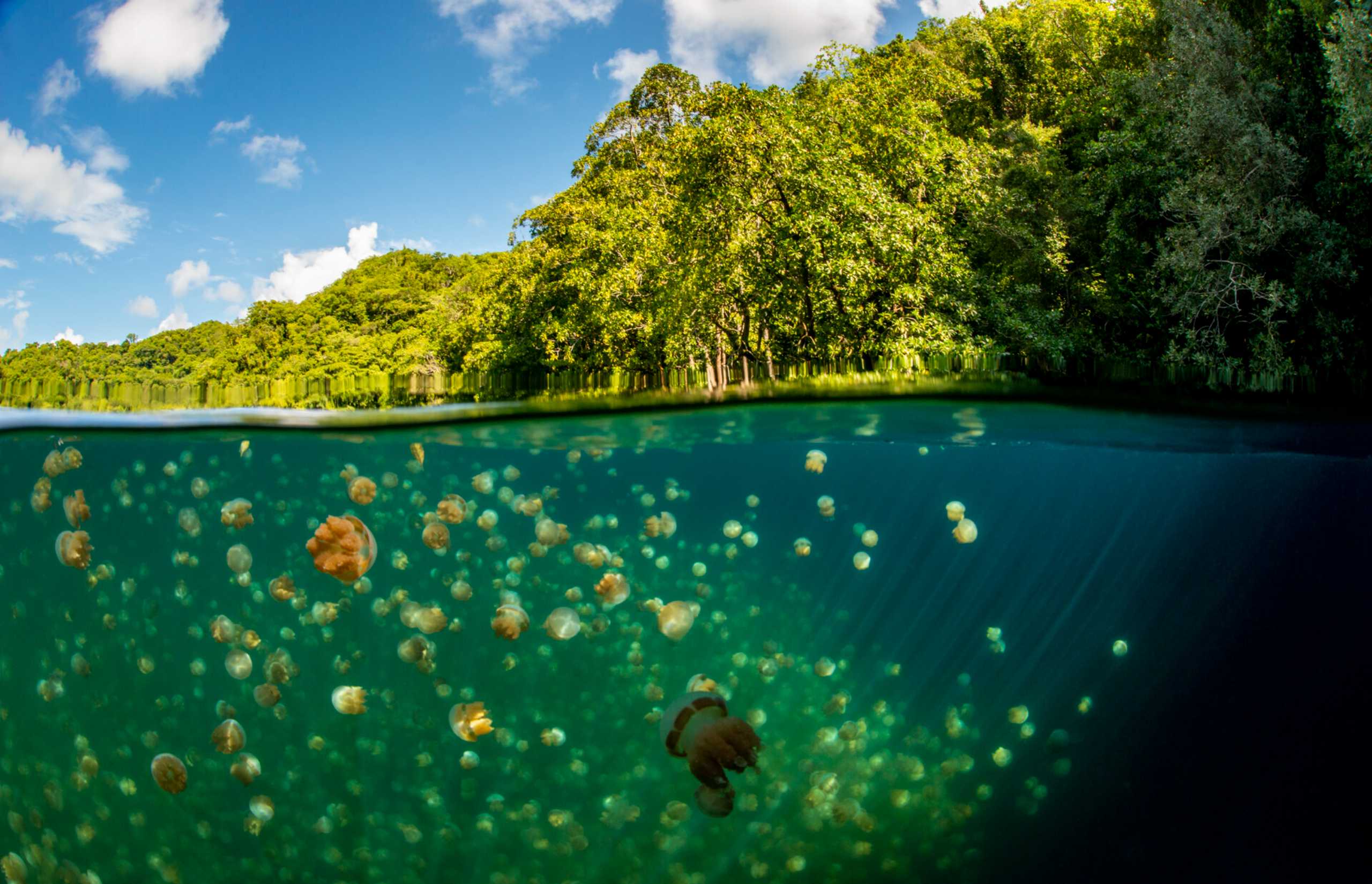 Four Seasons Explorer - Palau