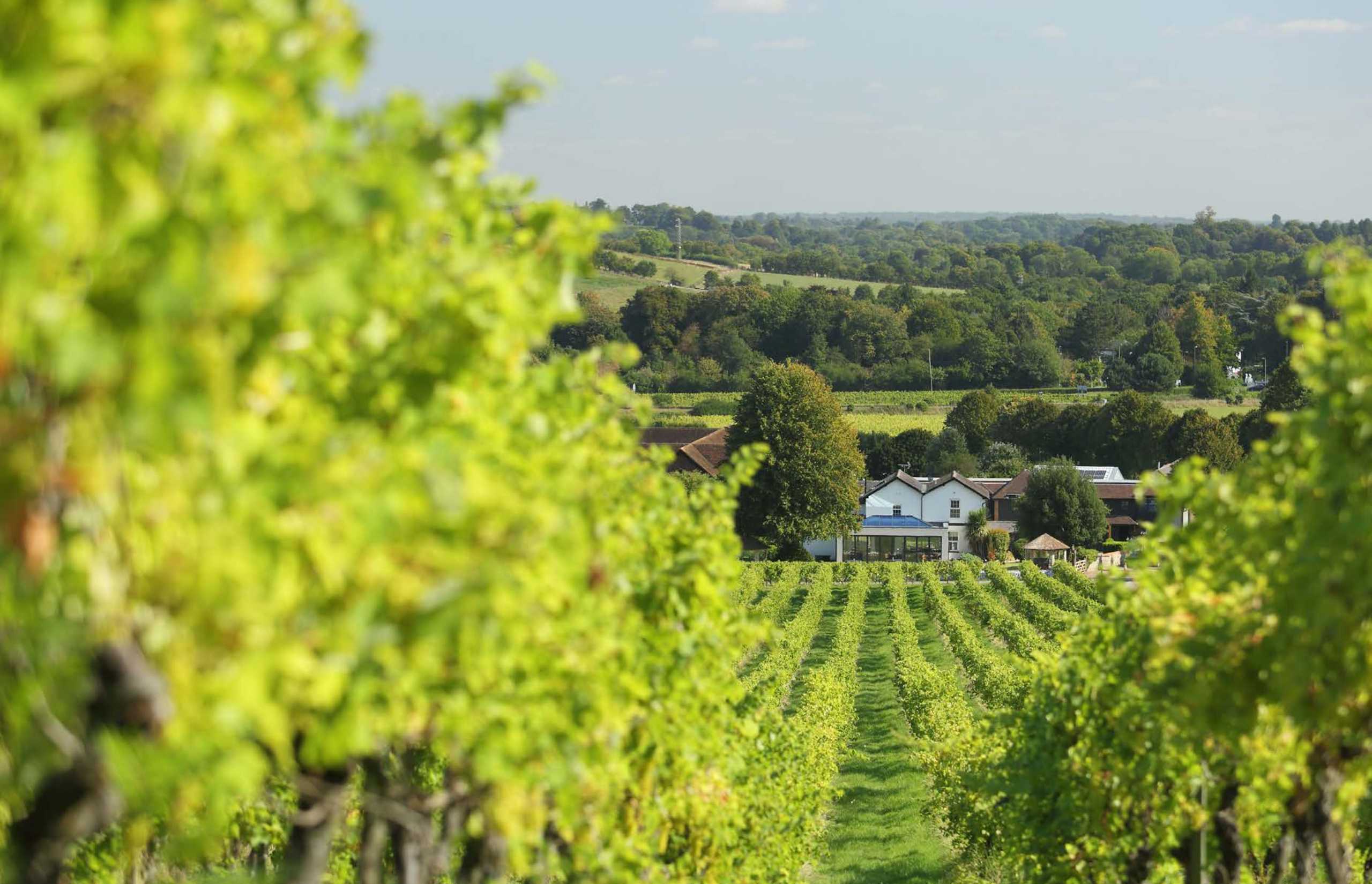 The surprising country that’s a must-visit for sparkling wine lovers