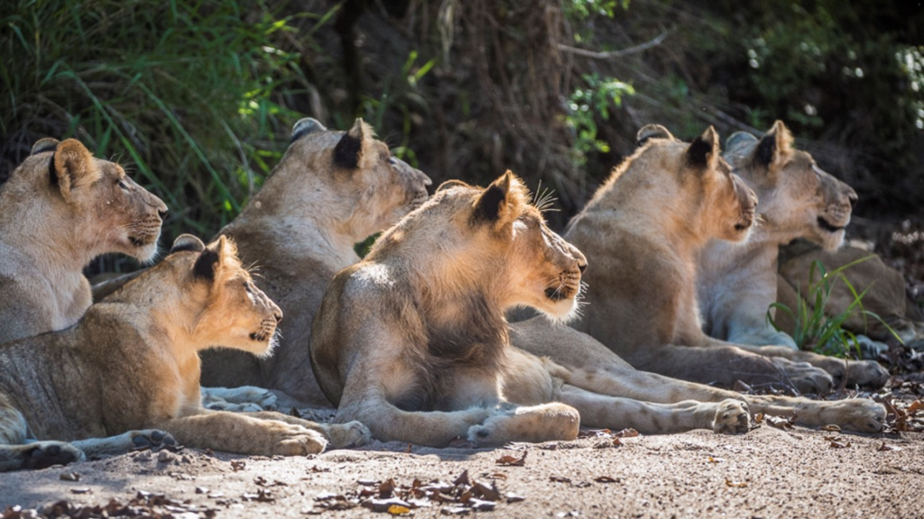 Sabi Sabi Collection Lion Pride