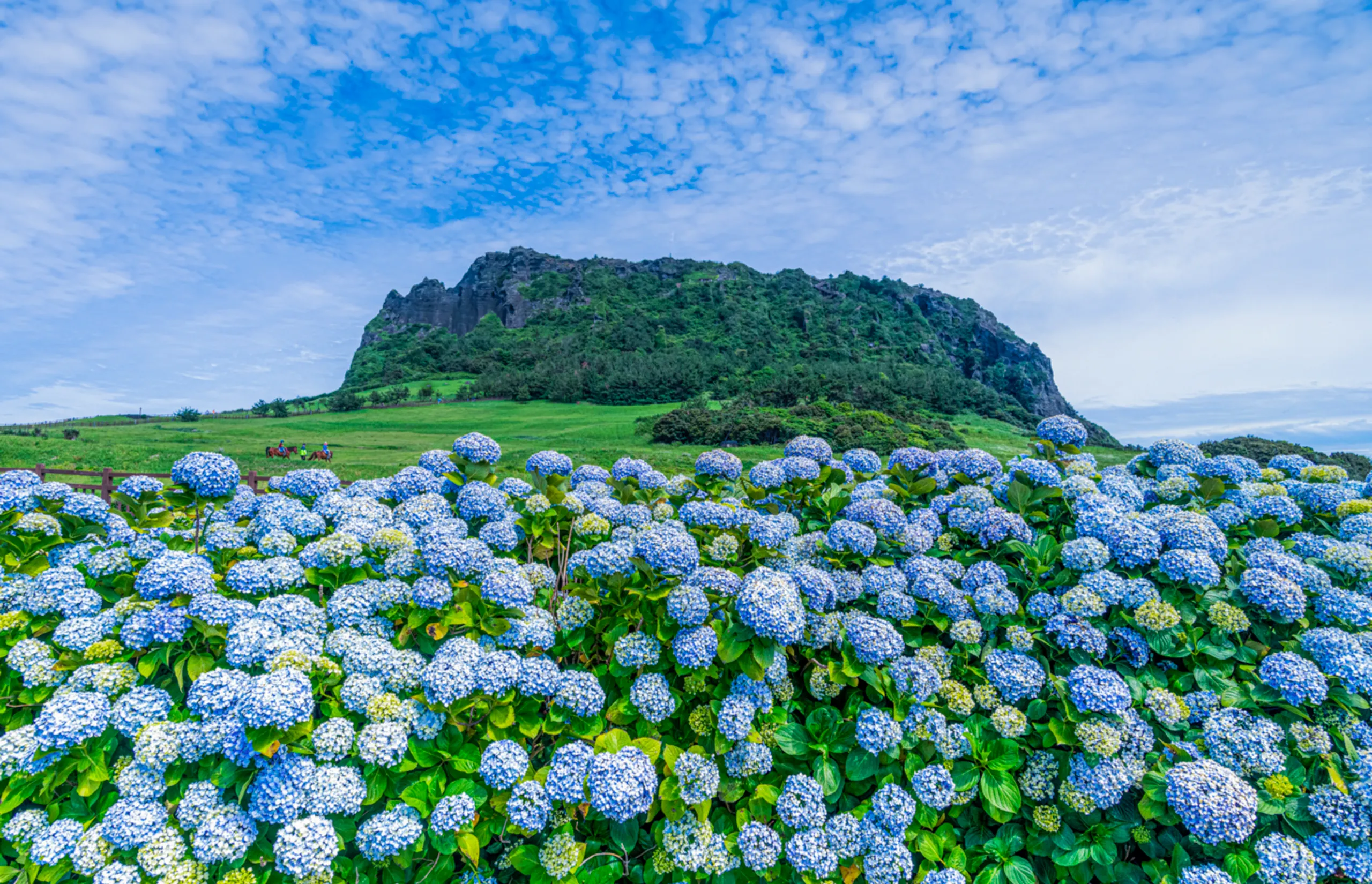 Korea Tourism Organization - Seongsan Ilchulbong Tuff Cone and Hydrangea Buses