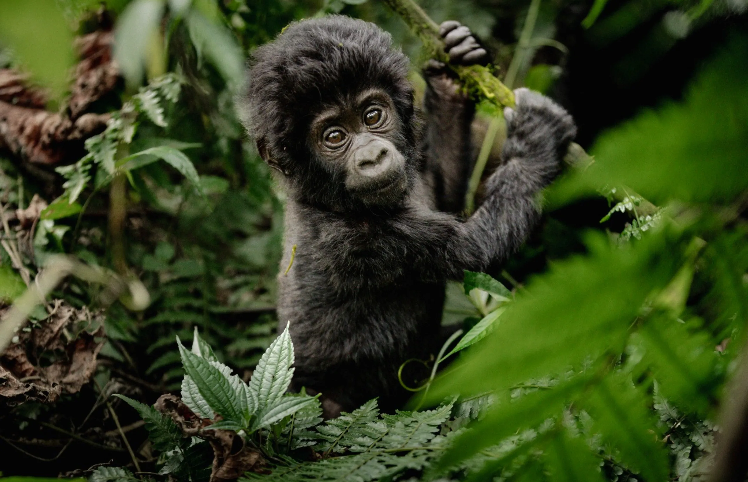 Asilia Africa - Erebero Hills - Baby gorilla standing