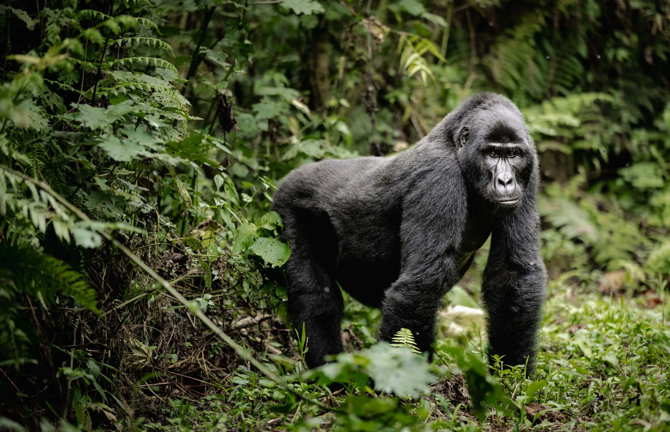 Asilia Africa - Erebero Hills - Silverback gorilla