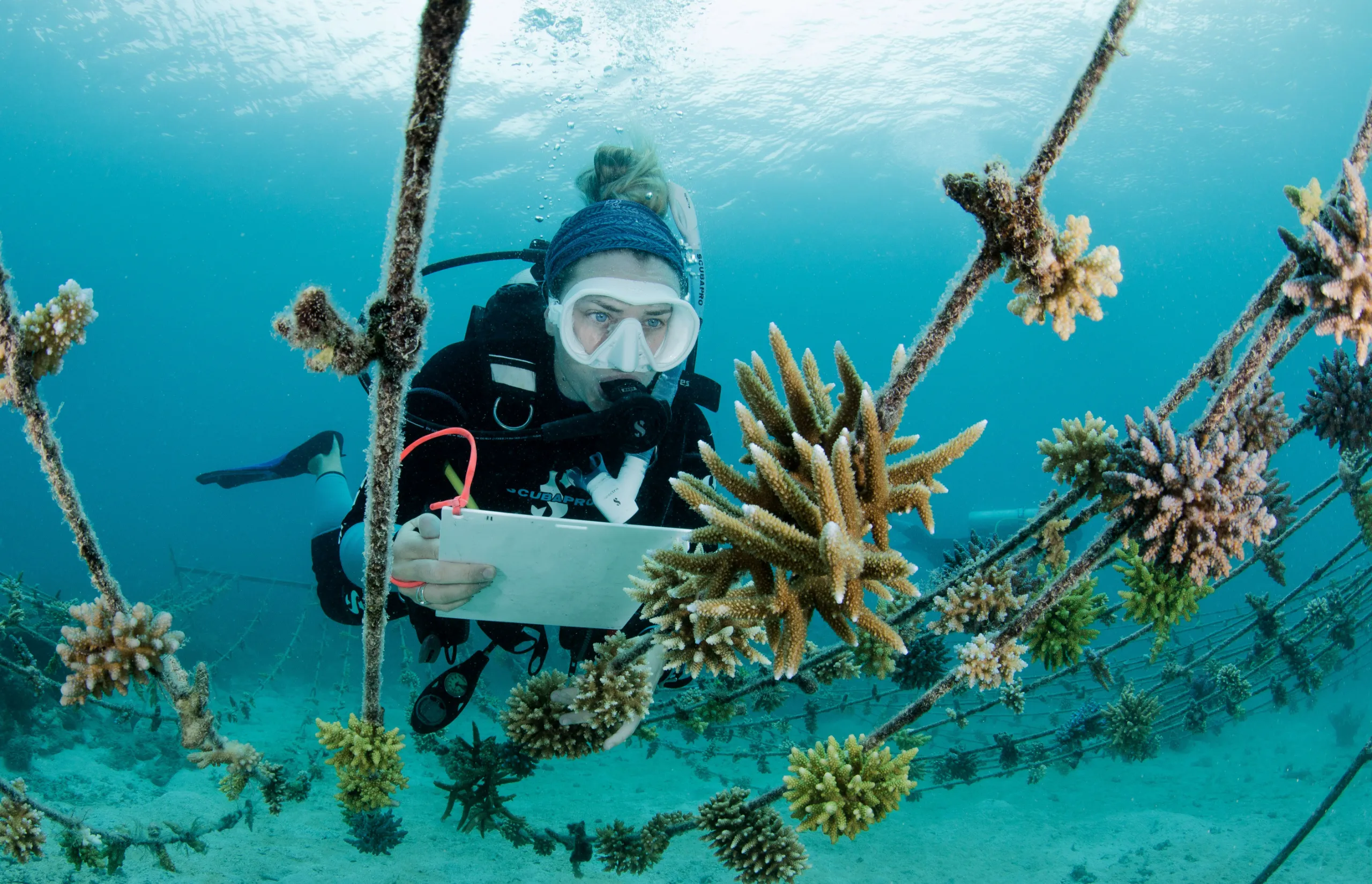 Kokomo - Coral Planting