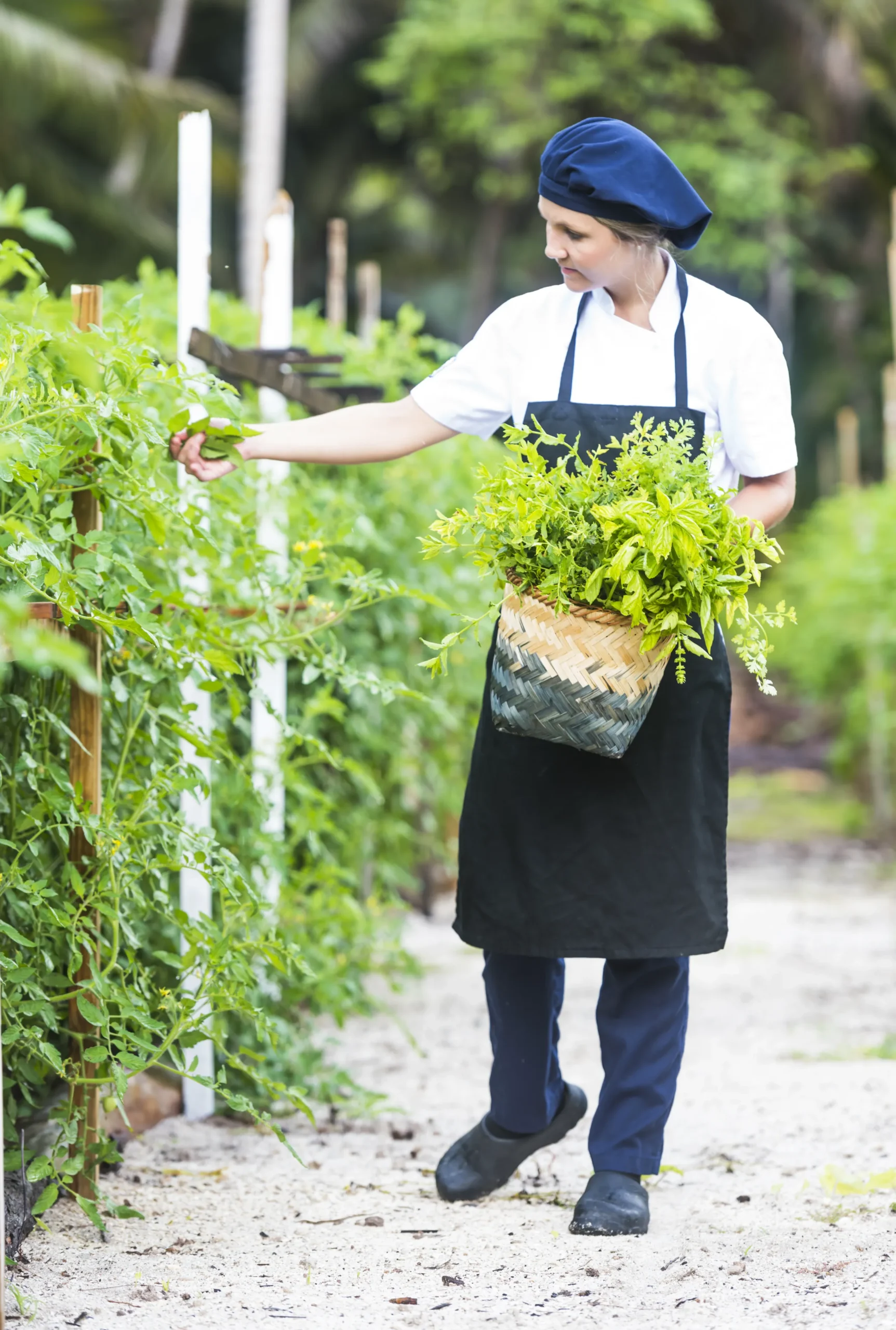 Blue Safari | Alphonse Island Vegetable Garden | Anthony Grote