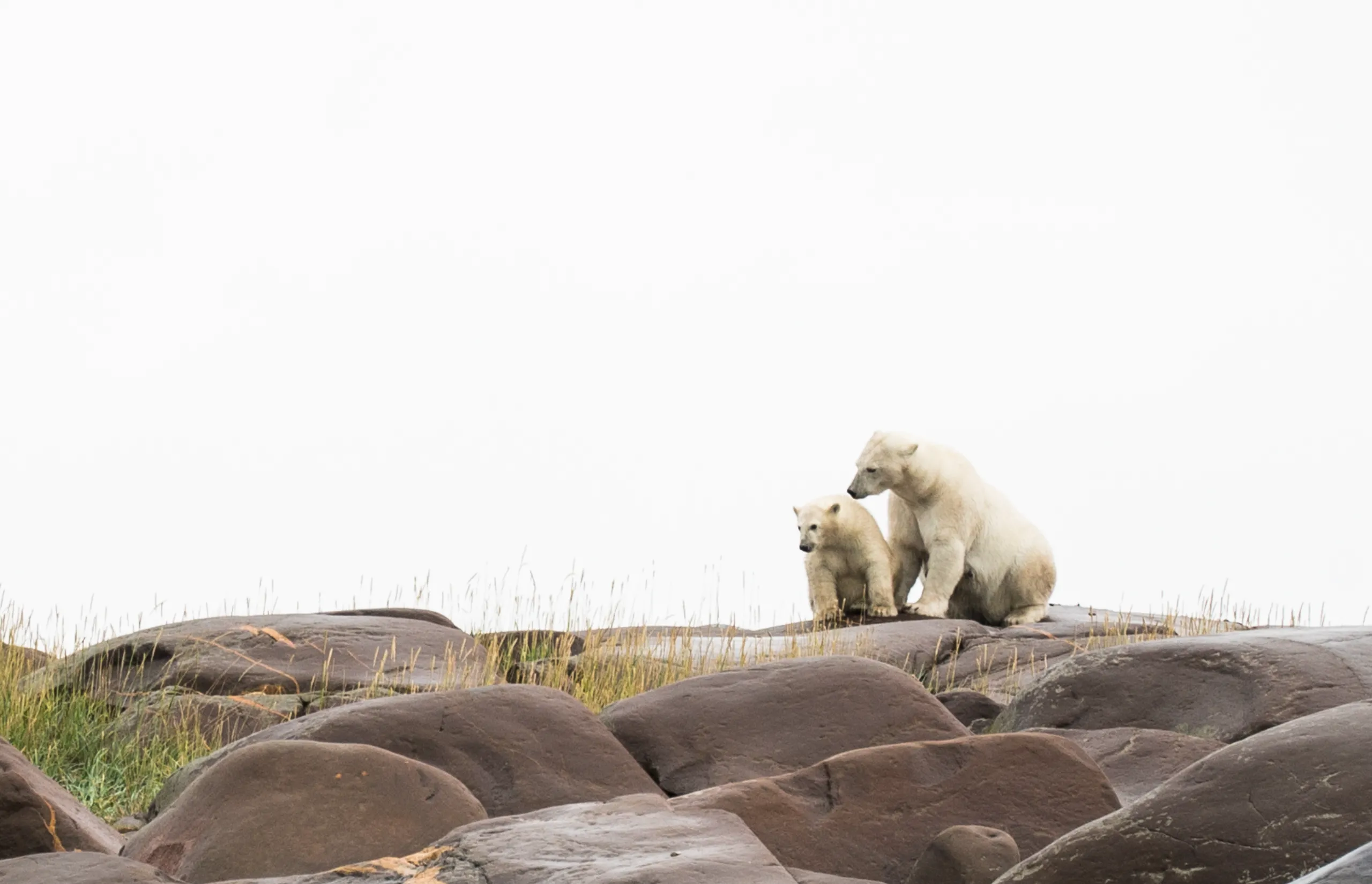 Churchill, Manitoba: Canada's wild north