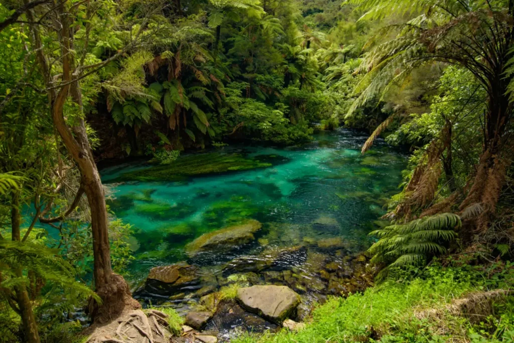 Blue Spring, Te Waihou Walkway, Hamilton, Waikato, New Zealand