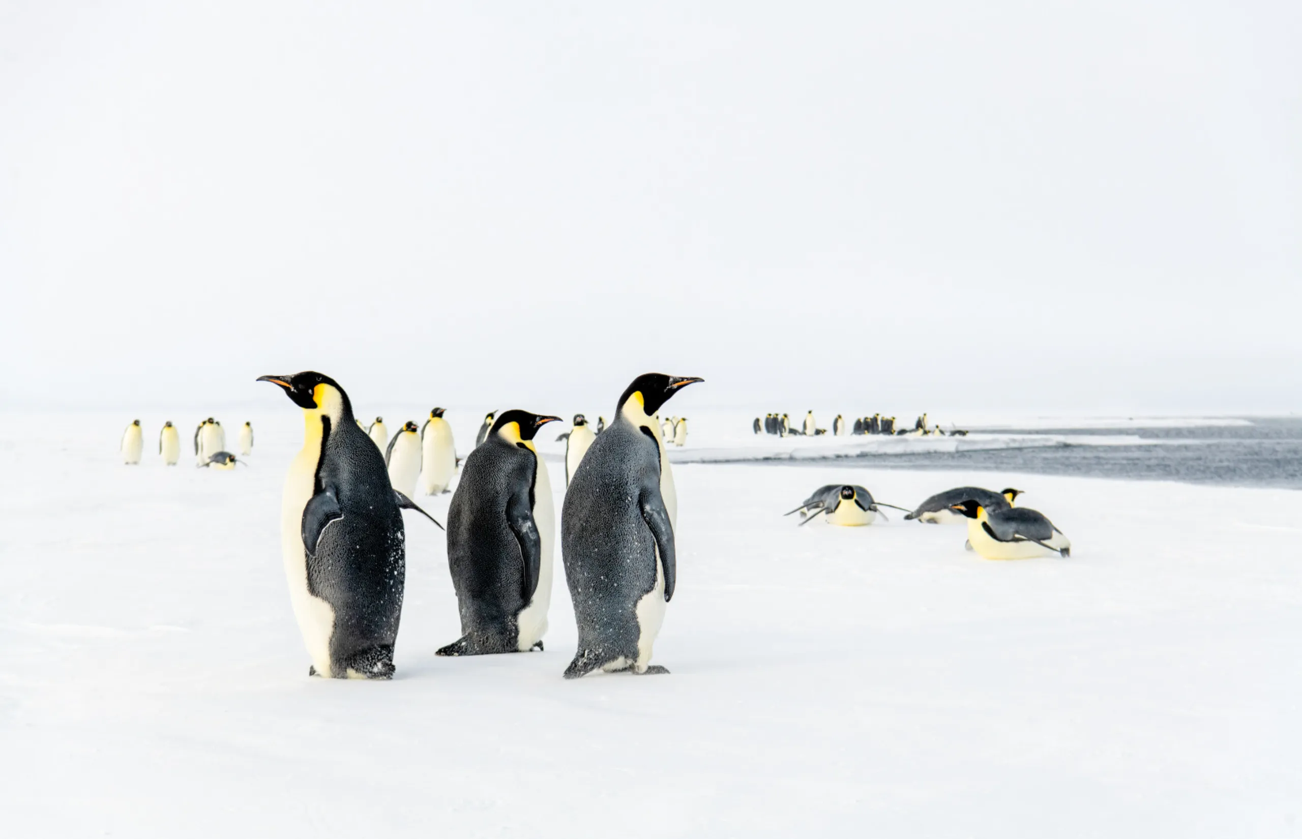 Penguins and parfait the Ponant way, aboard the world’s only luxury icebreaker