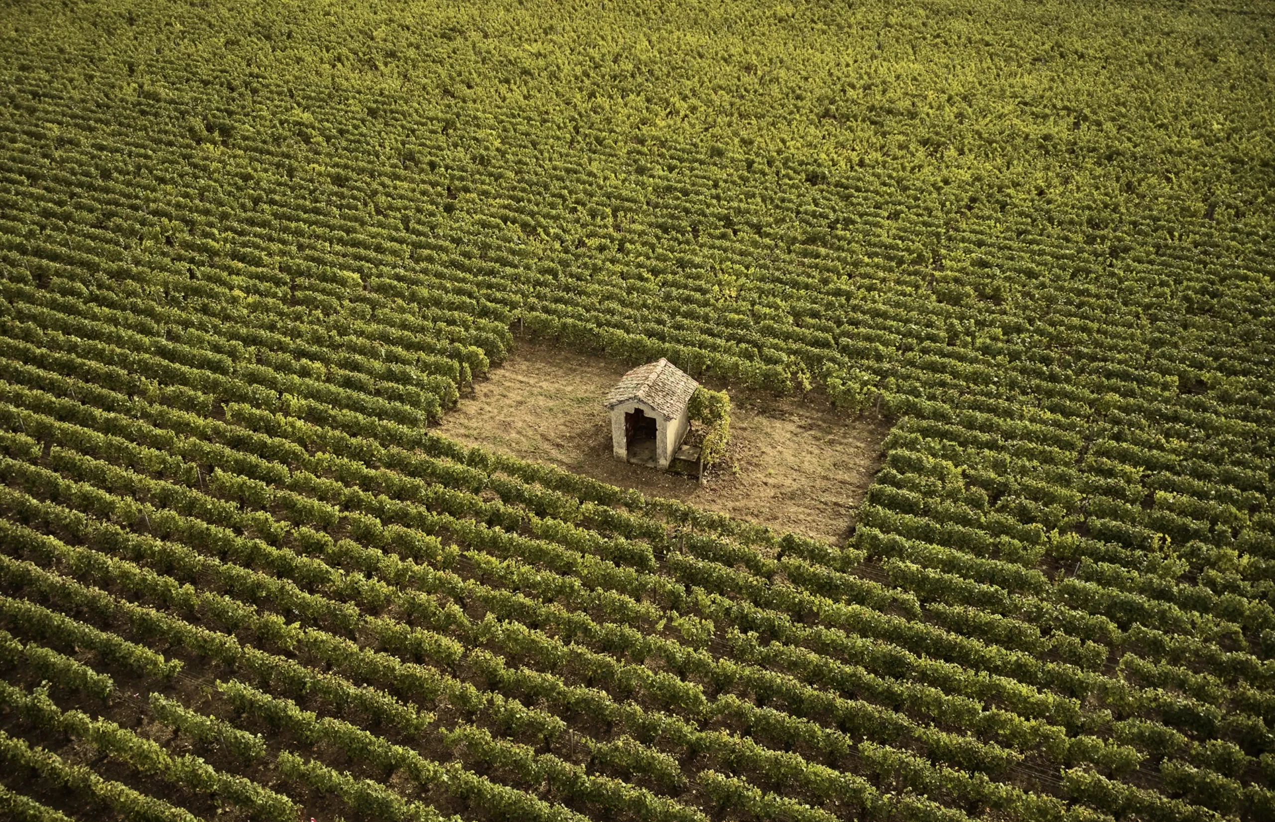 COMO Le Montrachet - Vineyards