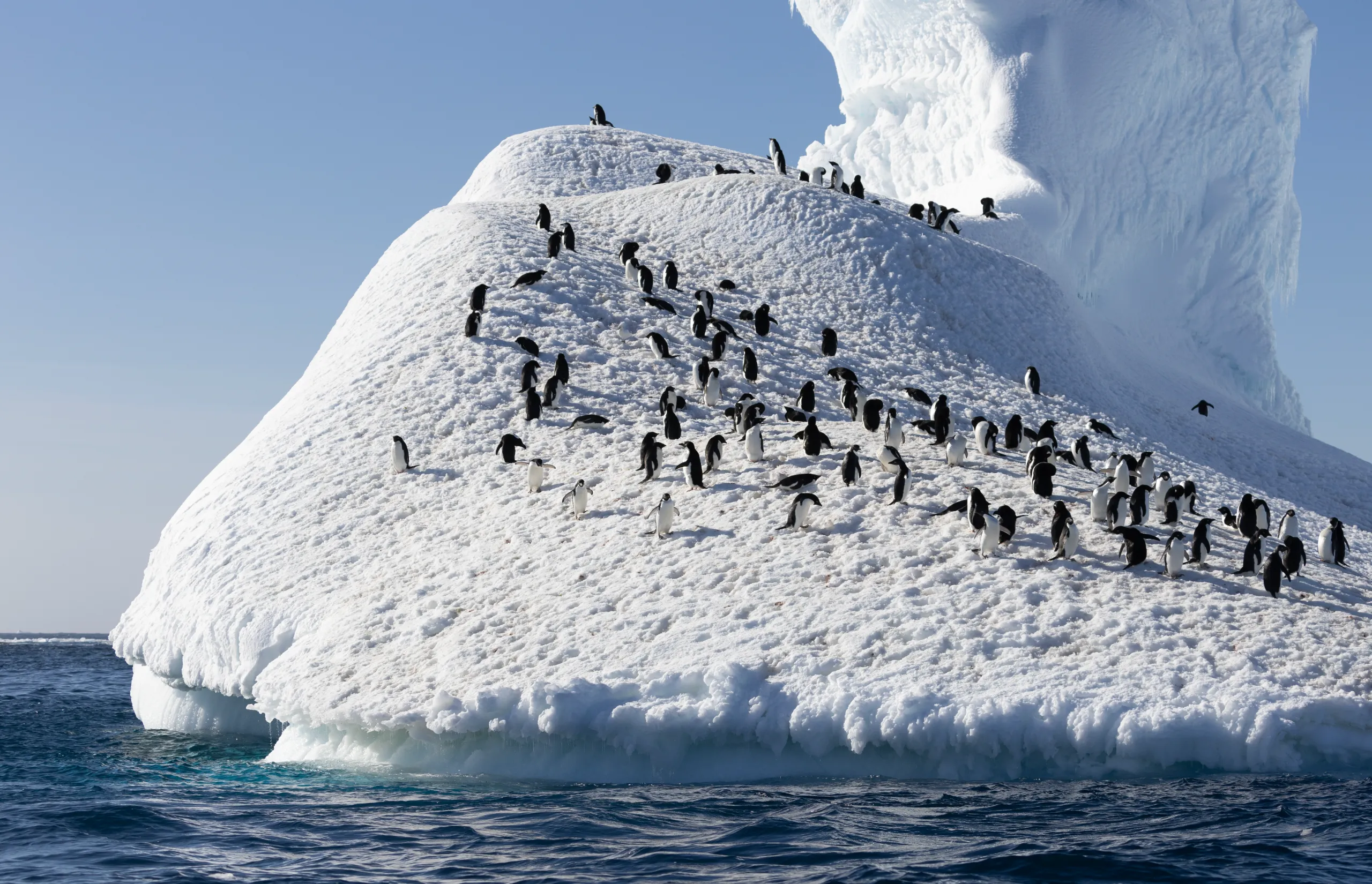 A luxe shortcut to Antarctica: Private flights, penguin planes, and five-star cruising A luxe shortcut to Antarctica: Private flights, penguin planes, and five-star cruising