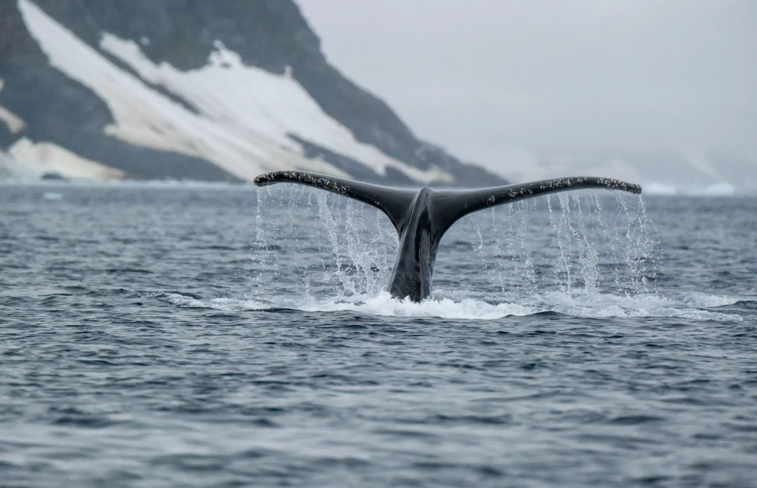Silversea - Antarctica