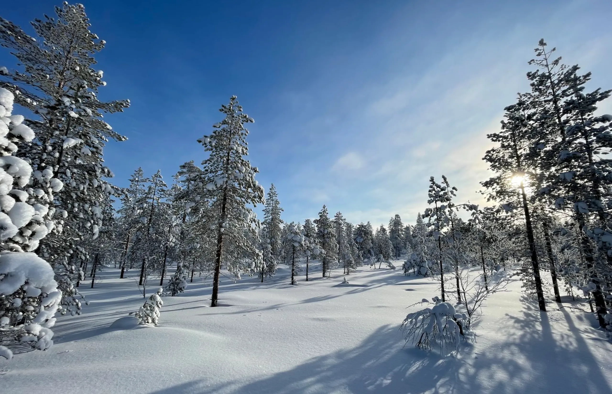 Finland Winter Forest Bathing - Matthew Brace