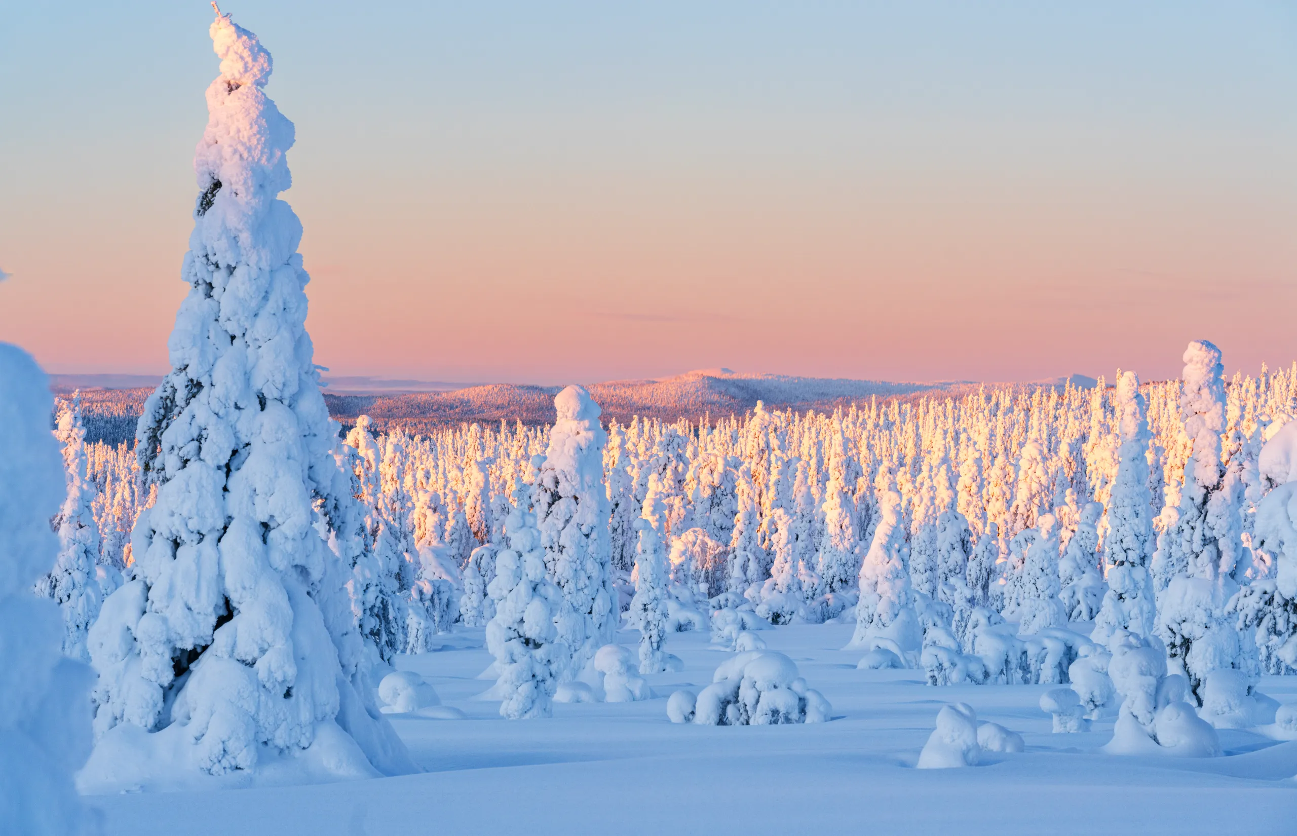 Finland Winter Forest Bathing