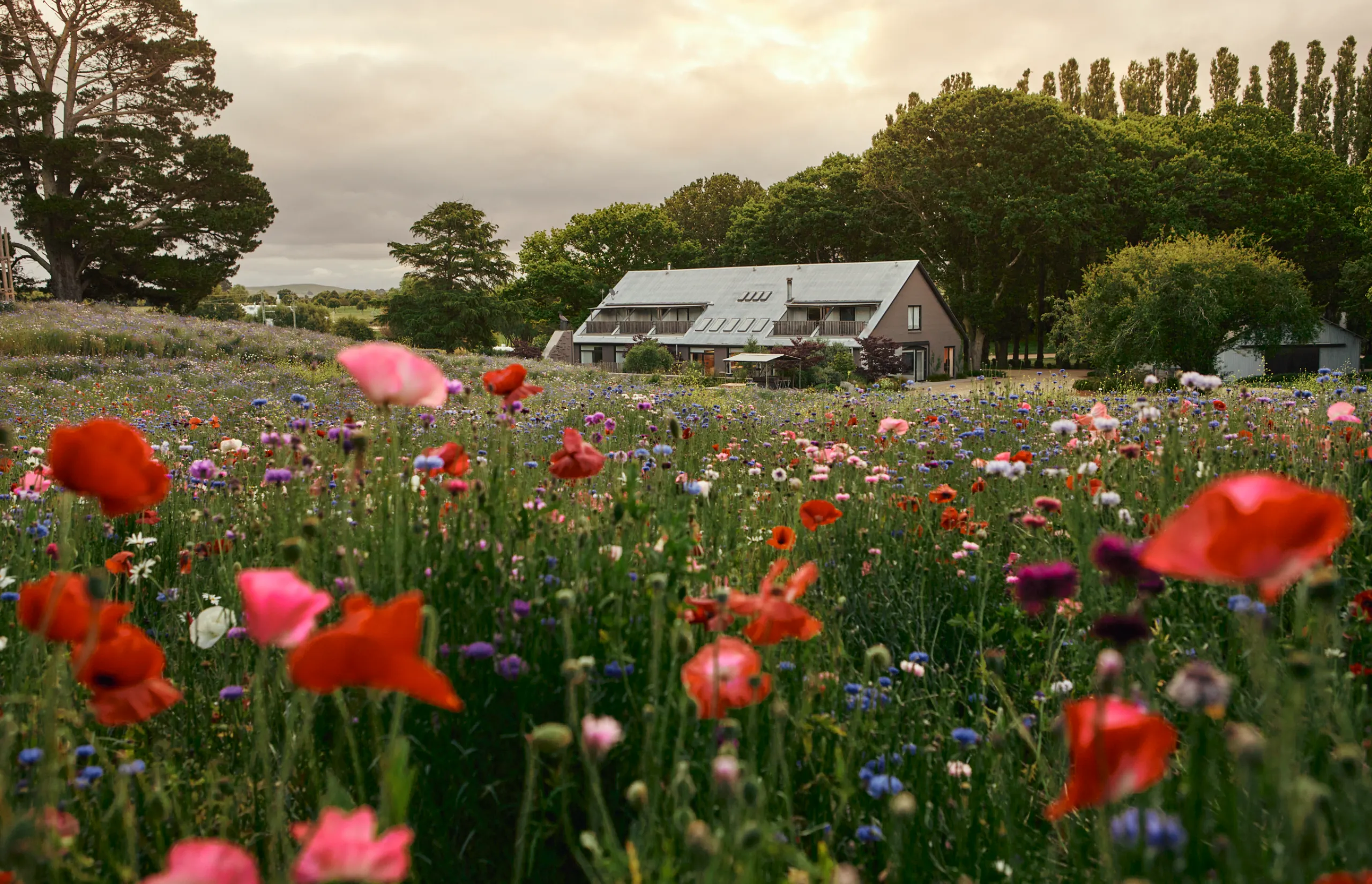 Mona Farm - The New Stables and Wildflower Meadow (landscape)