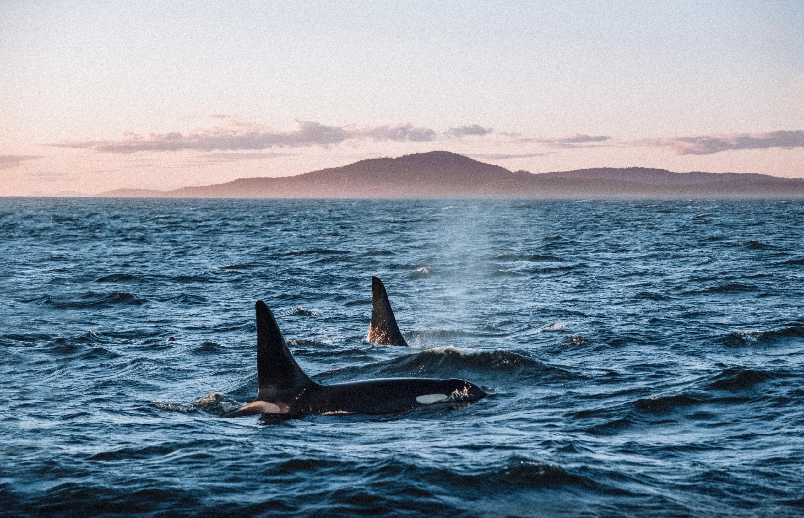 Victoria BC | Whale Watching on Pacific Marine Circle Route