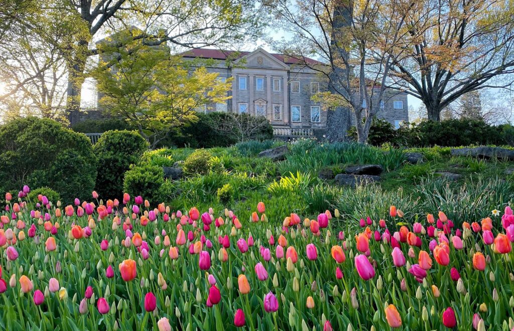 Nashville, Tennessee | Tulips