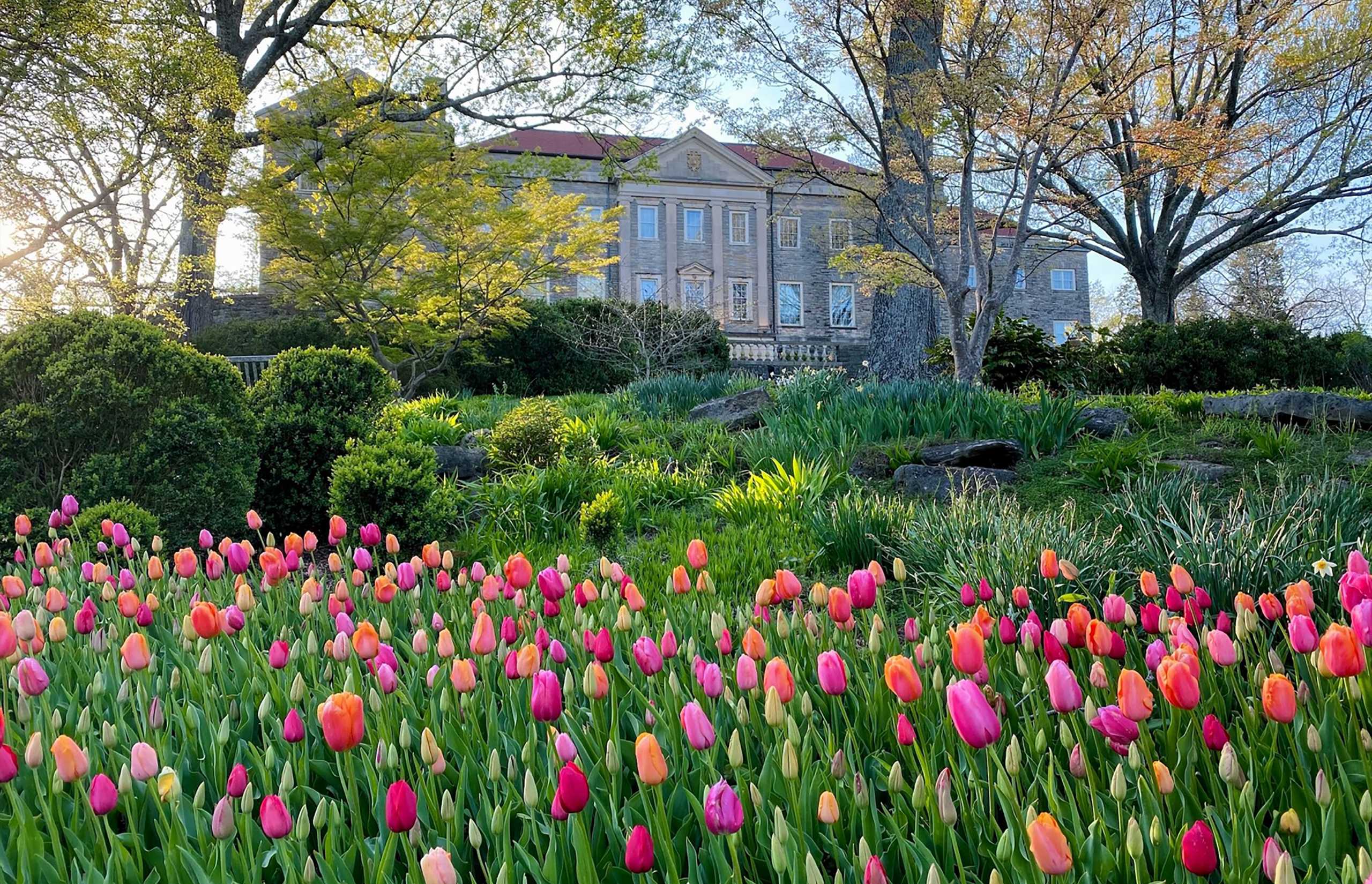 Nashville, Tennessee | Tulips