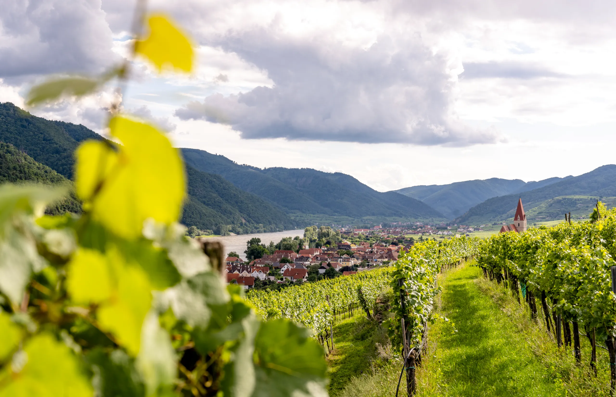 Austria | Vineyard