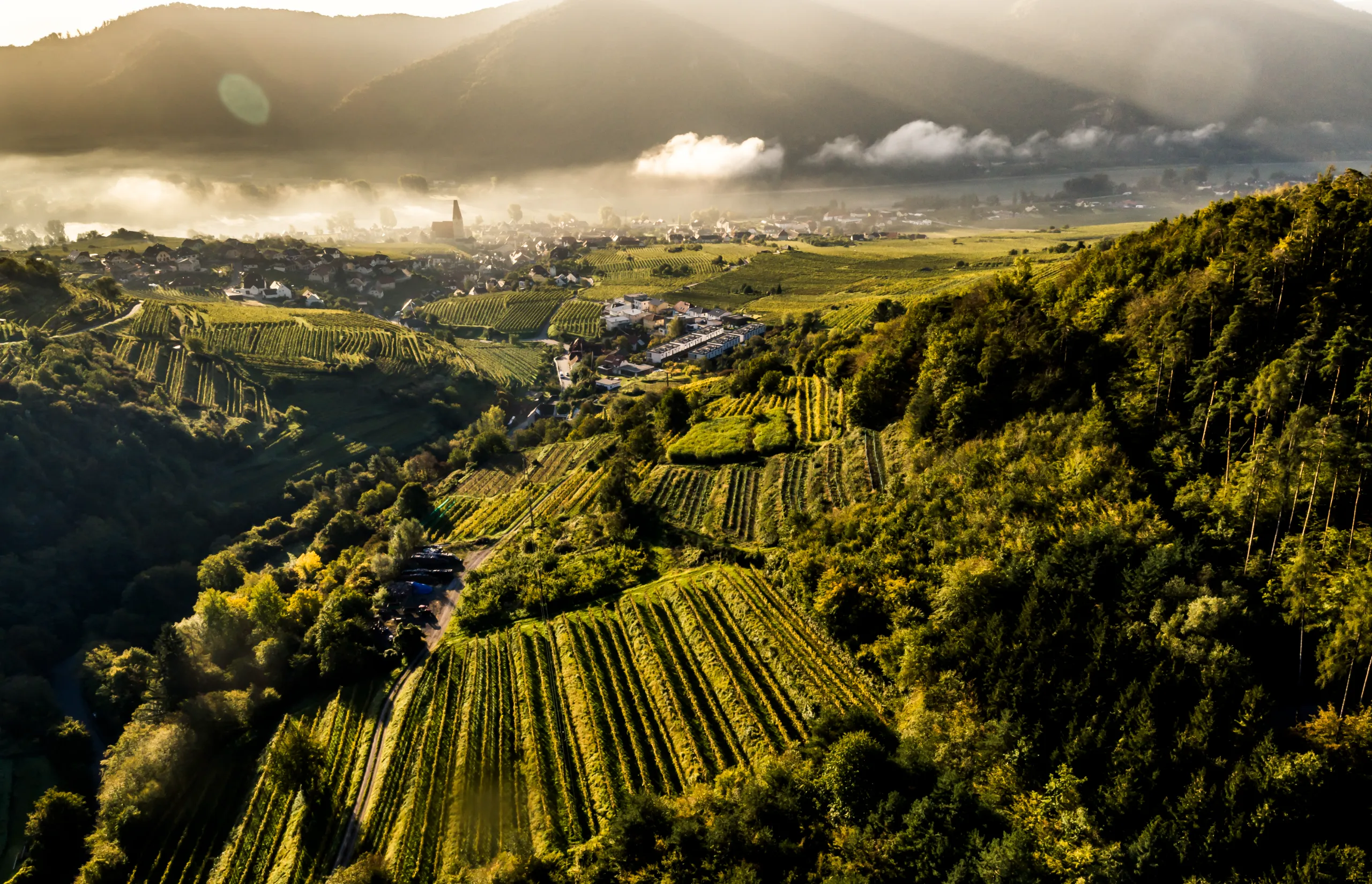Austria | Vineyard