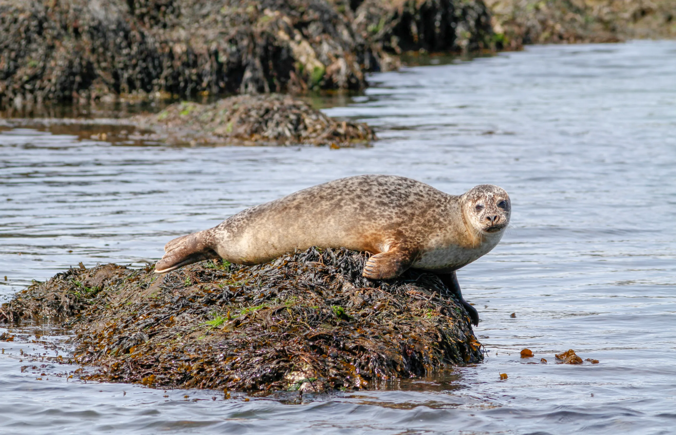 Hamish Taylor's scenic cruises | Scotland