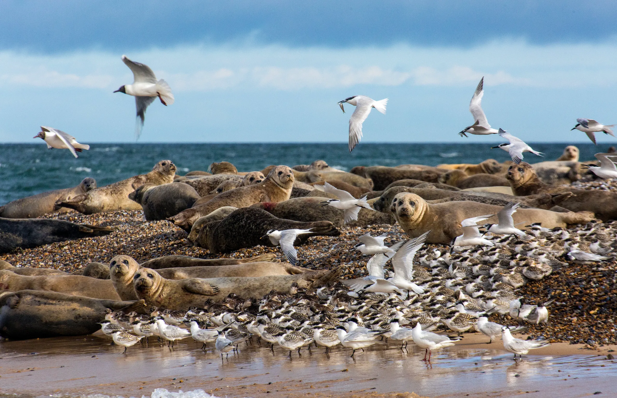 Norfolk Coast | Blakeney Point Seals