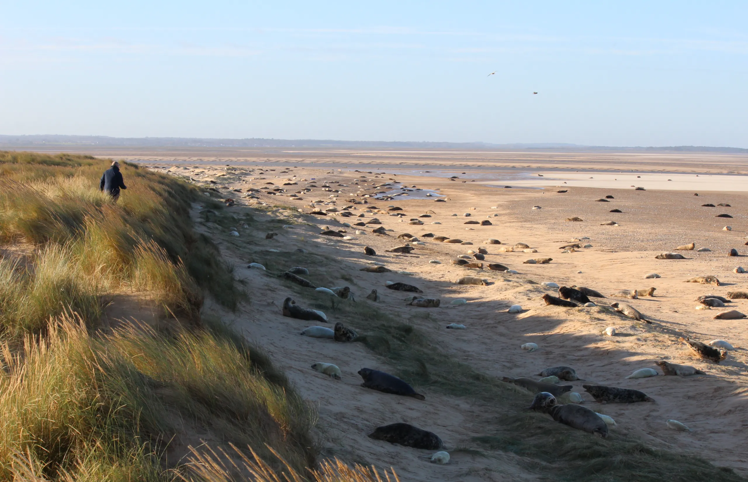 Norfolk Coast | Blakeney Point National Trust | Credit: Alex Green