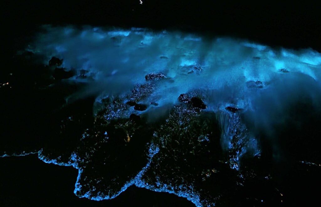 Song Saa bioluminescence