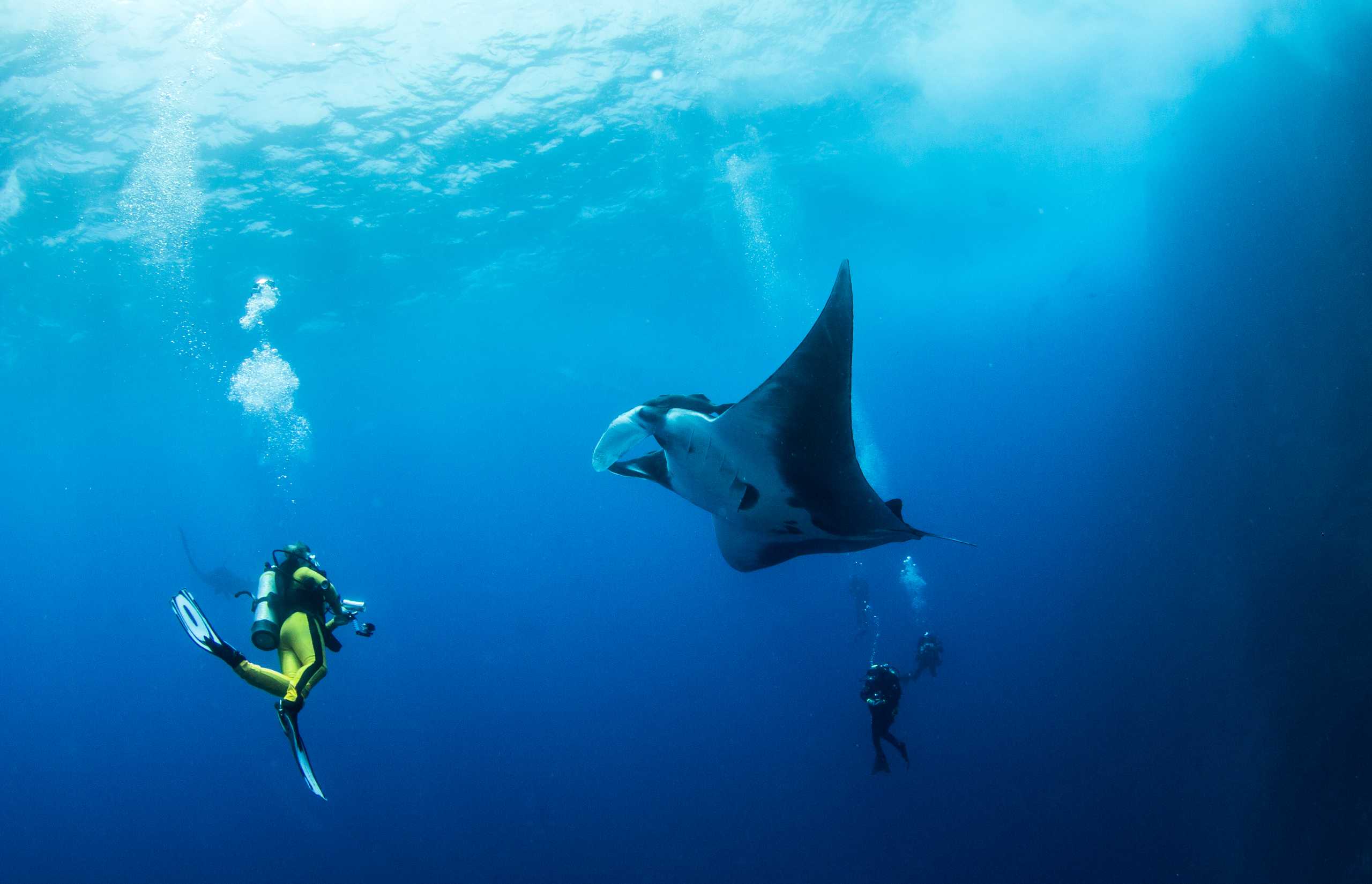 Manta Ray at Roca Partida, Mexico