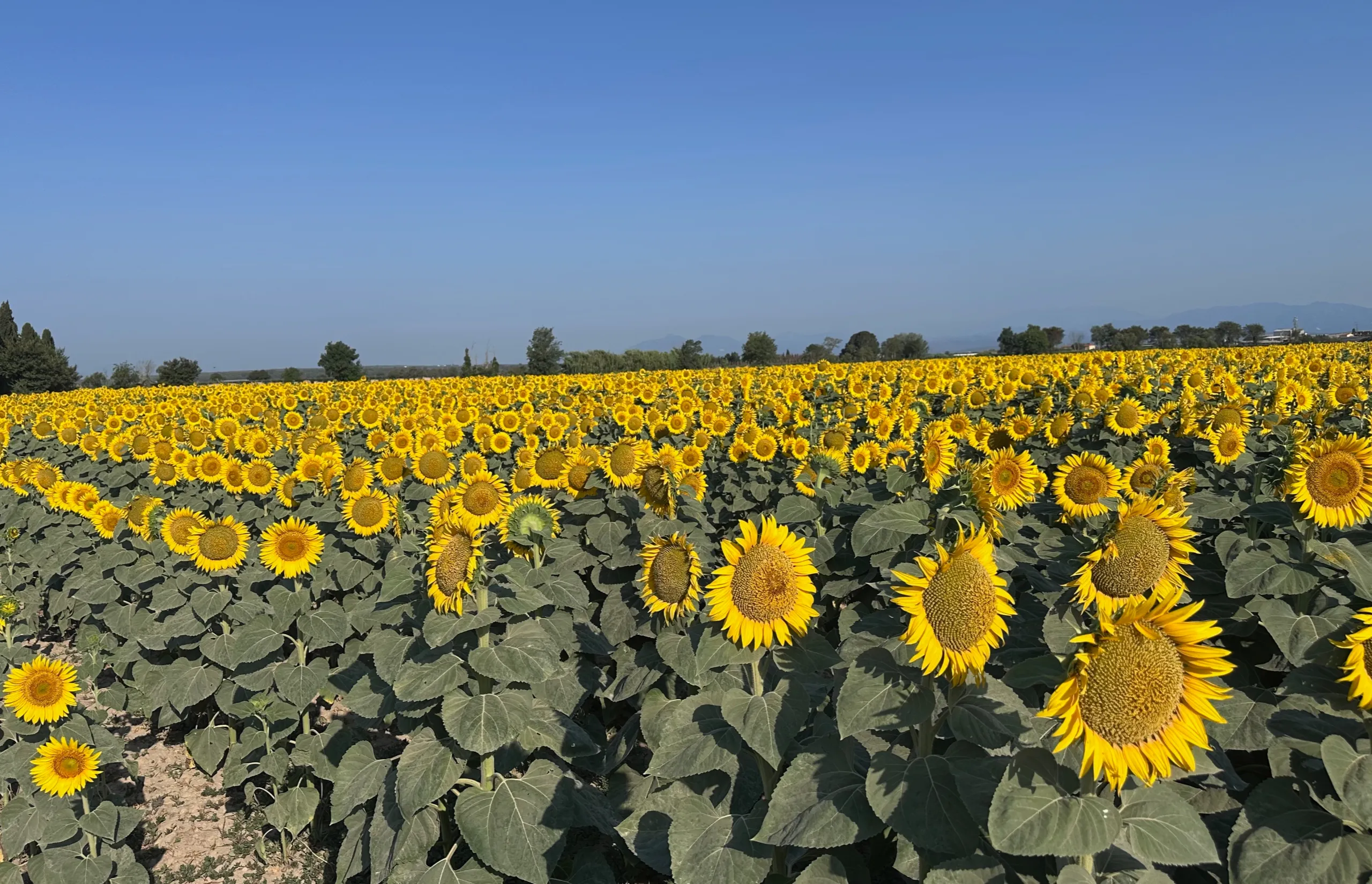 Catalonia | Costa Brava | Cycling through a sea of sunflowers | Credit: Daniel Scott