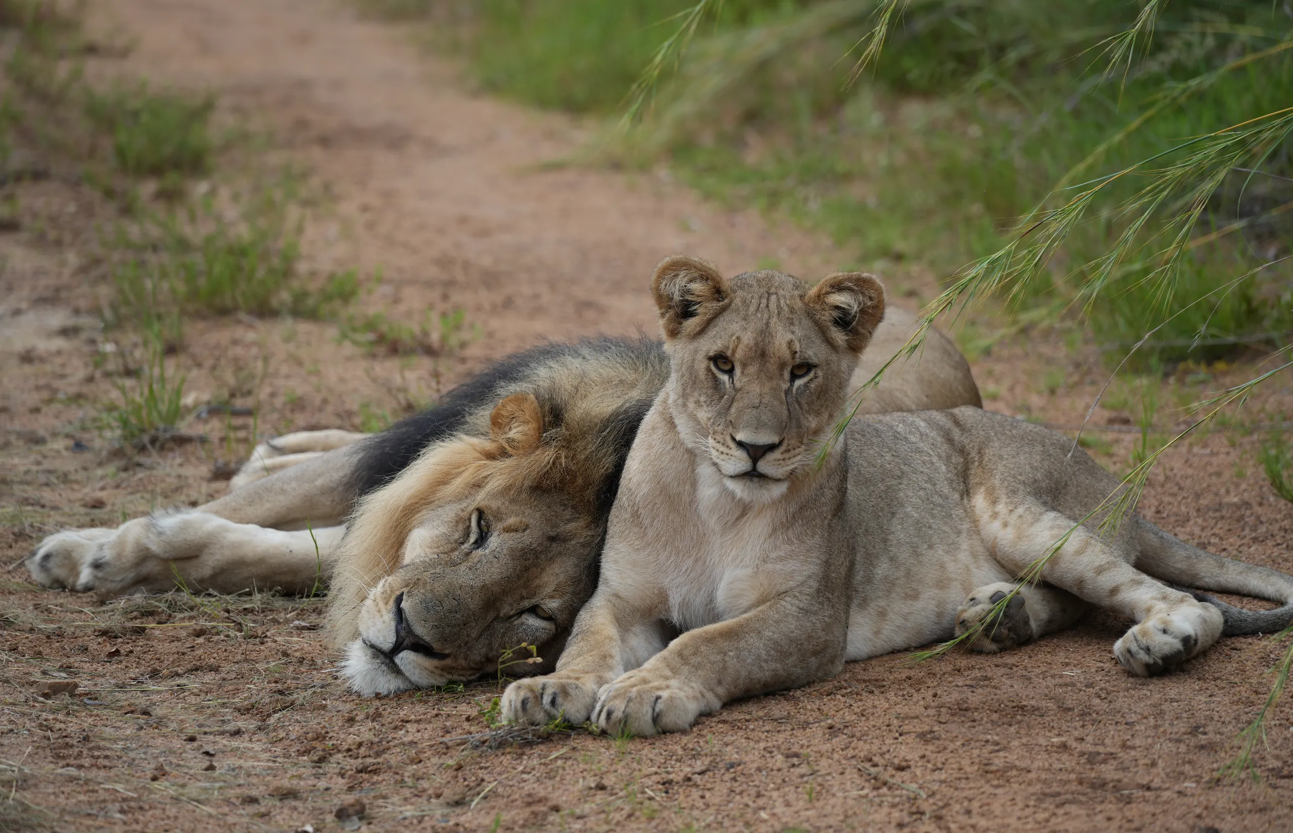 Luxury Safari | South Africa | Wild Animals