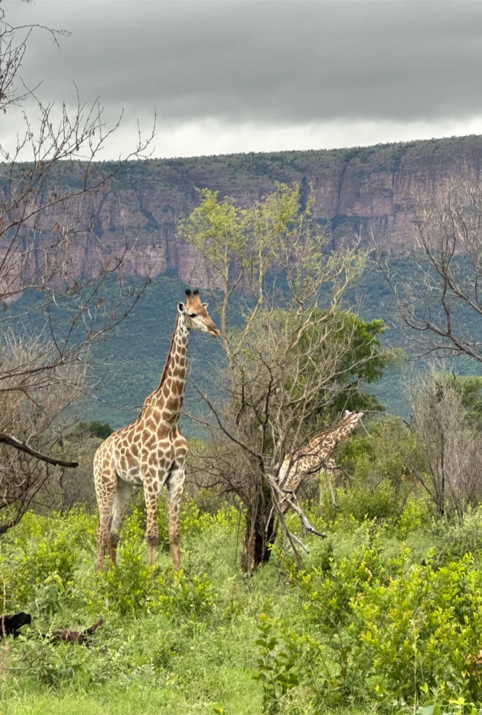 Luxury Safari | South Africa | Giraffe