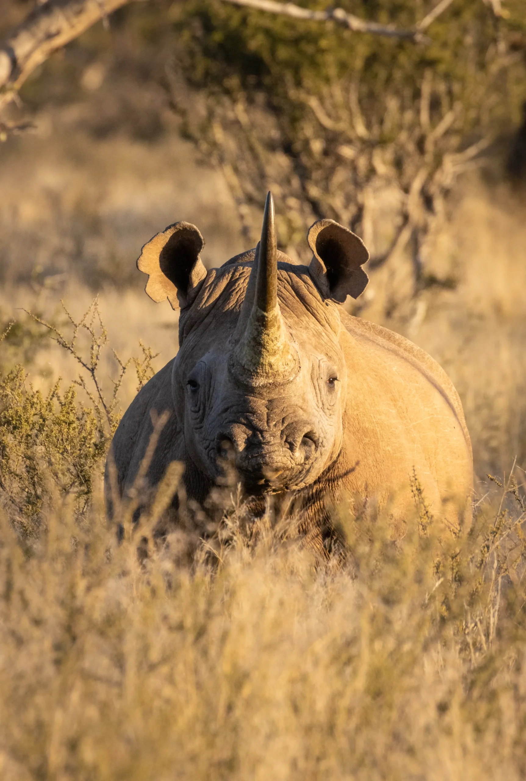 Luxury Safari | Black Rhino, Rhinoceros, wildlife photography whilst on safari in the Tswalu Kalahari Reserve in South Africa