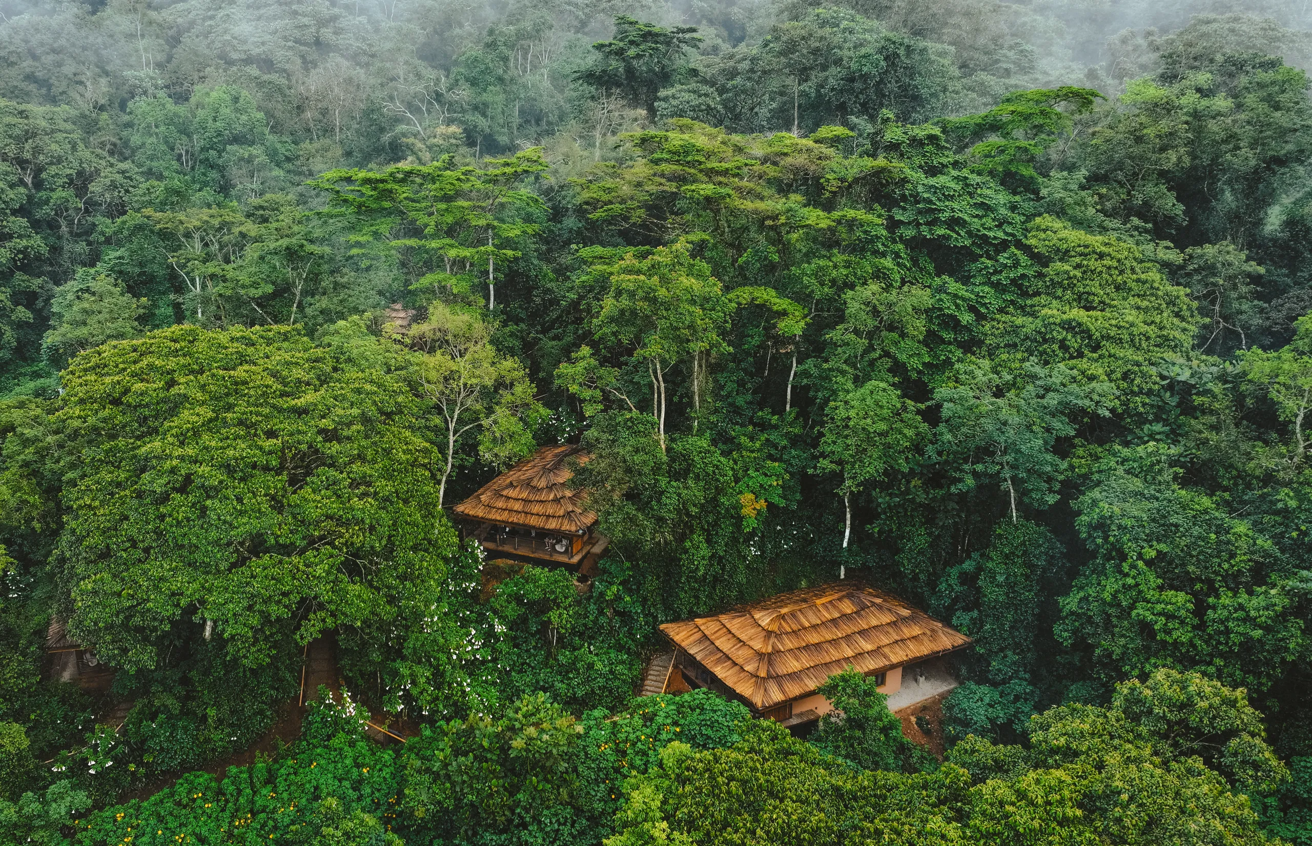 A new dawn in the forest: Uganda’s Gorilla Forest Lodge reimagined A new dawn in the forest: Uganda’s Gorilla Forest Lodge reimagined