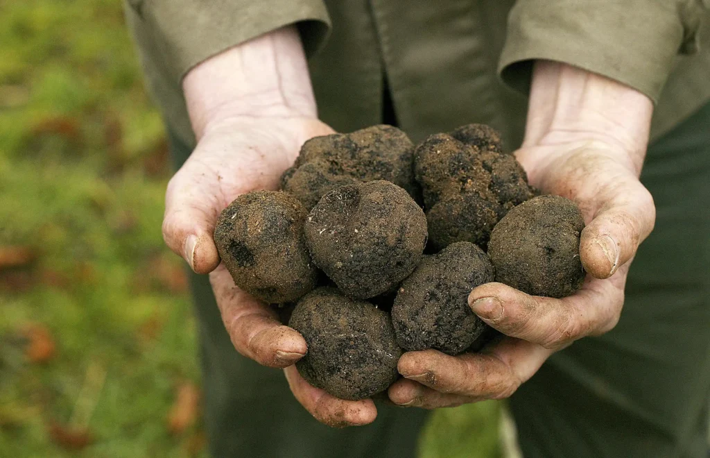 Provence | Périgord truffle (Tuber melanosporum), Drôme in the southeast of France