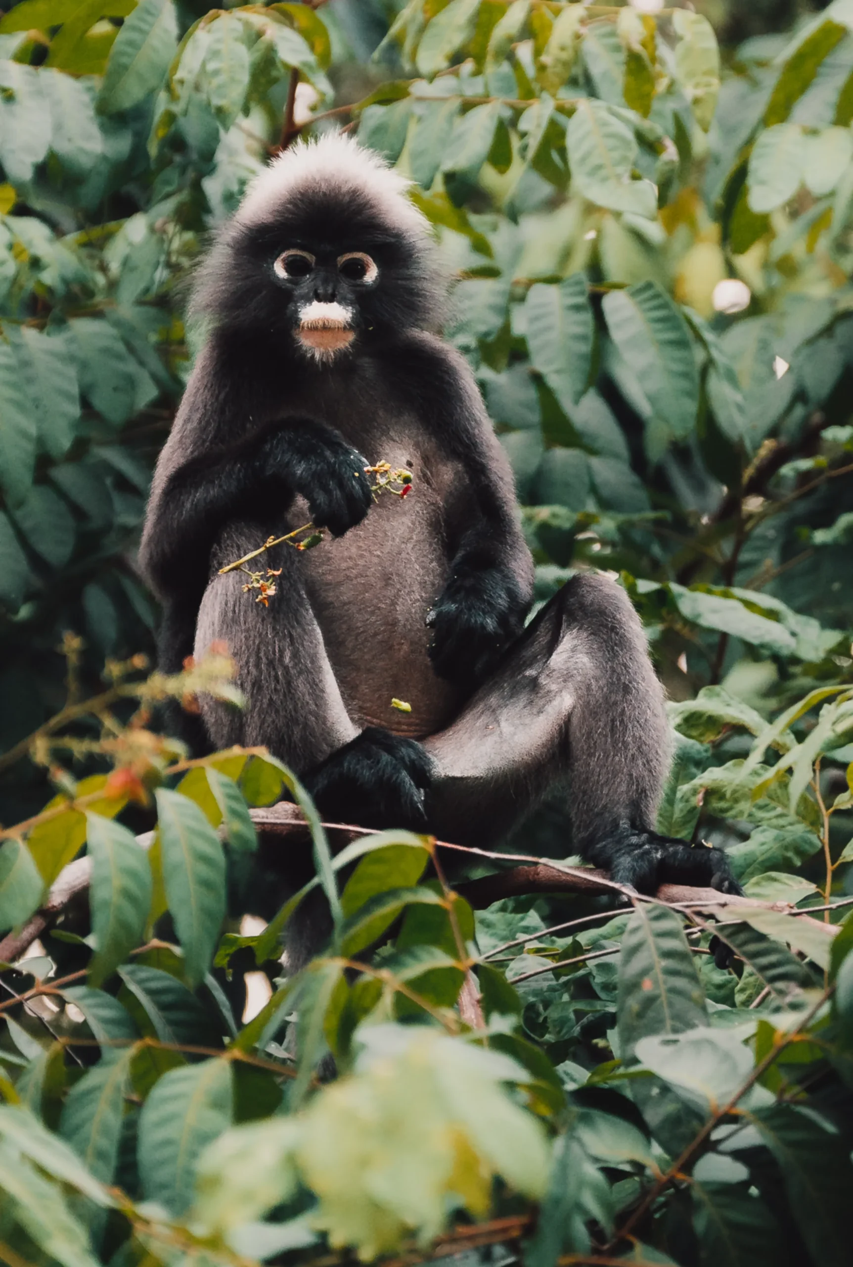The Datai Langkawi | Credit: Marion Payr