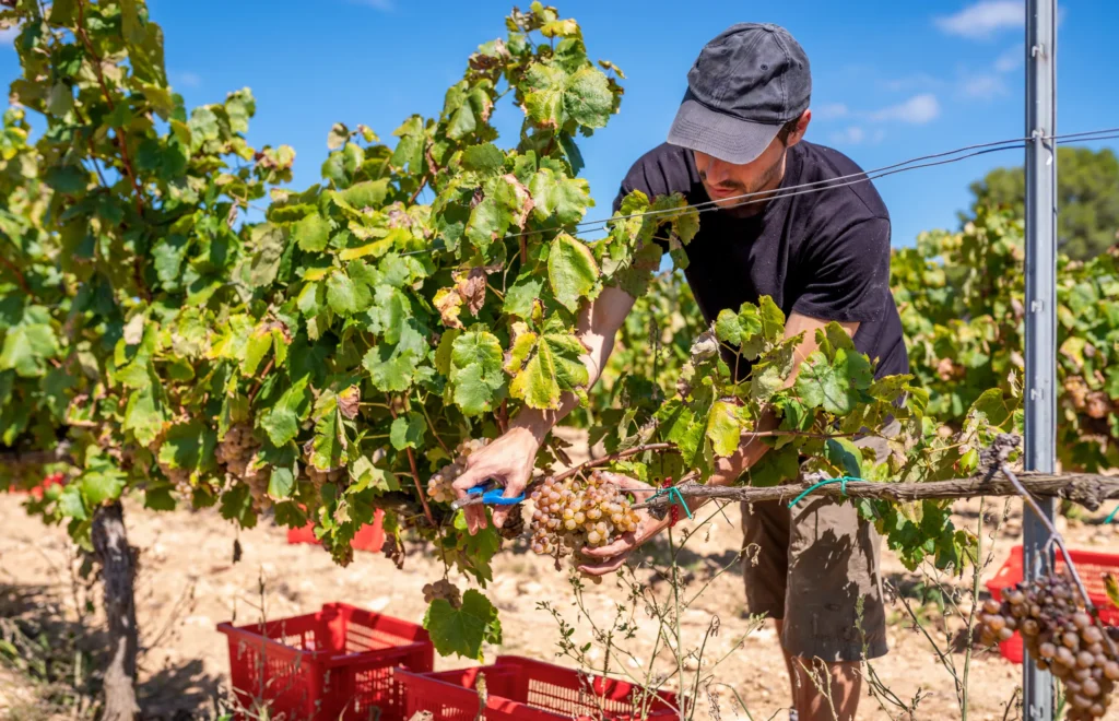 Grand Tour of Catalonia | Winemaker is carefully cutting a bunch of white grapes from a vine in a vineyard during the harvest season in Penedès, a renowned wine region in Catalonia, Spain, under the bright summer sun