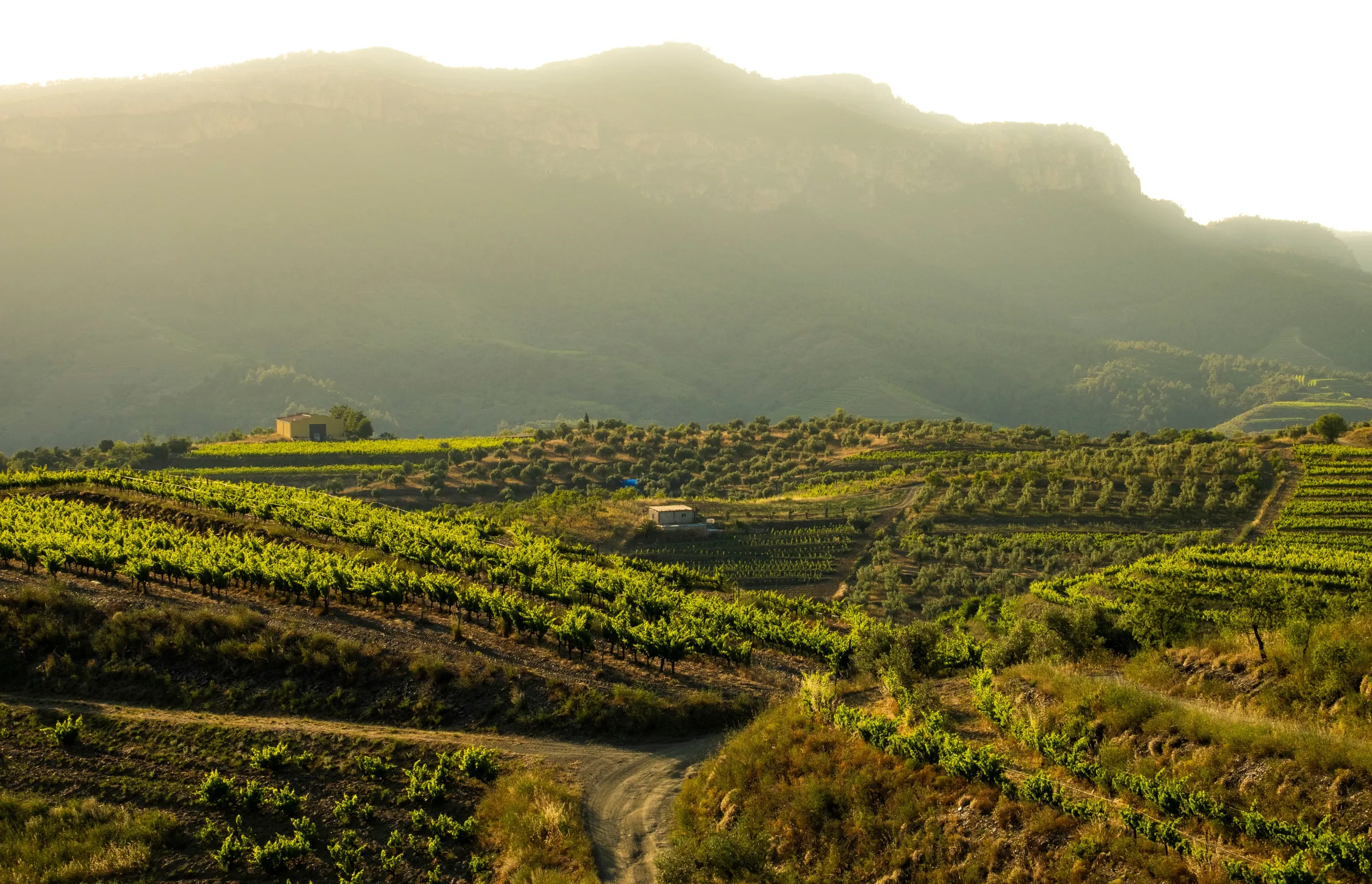 The grand gastronomic tour: A palate-pleasing journey across Catalonia