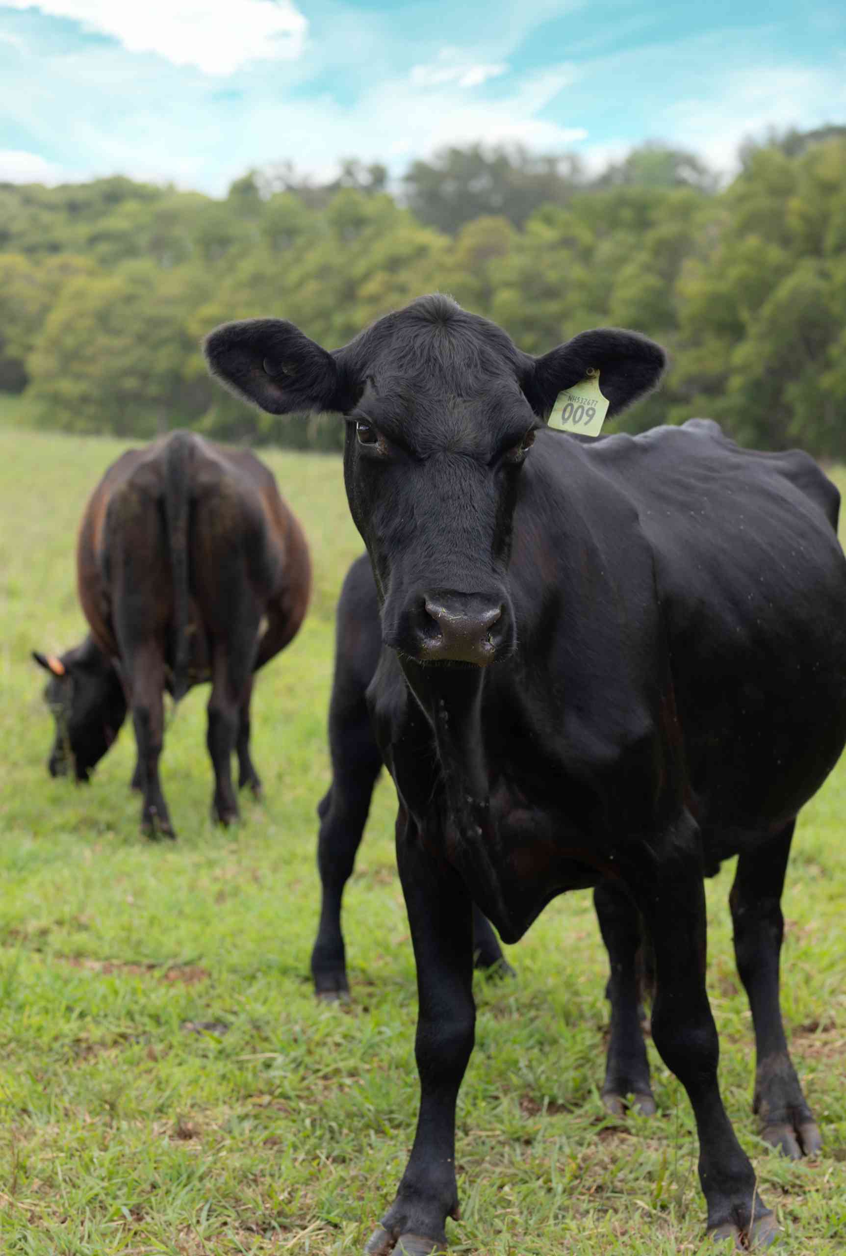 Amaroo Bangalow | Credit: Timothy Birch