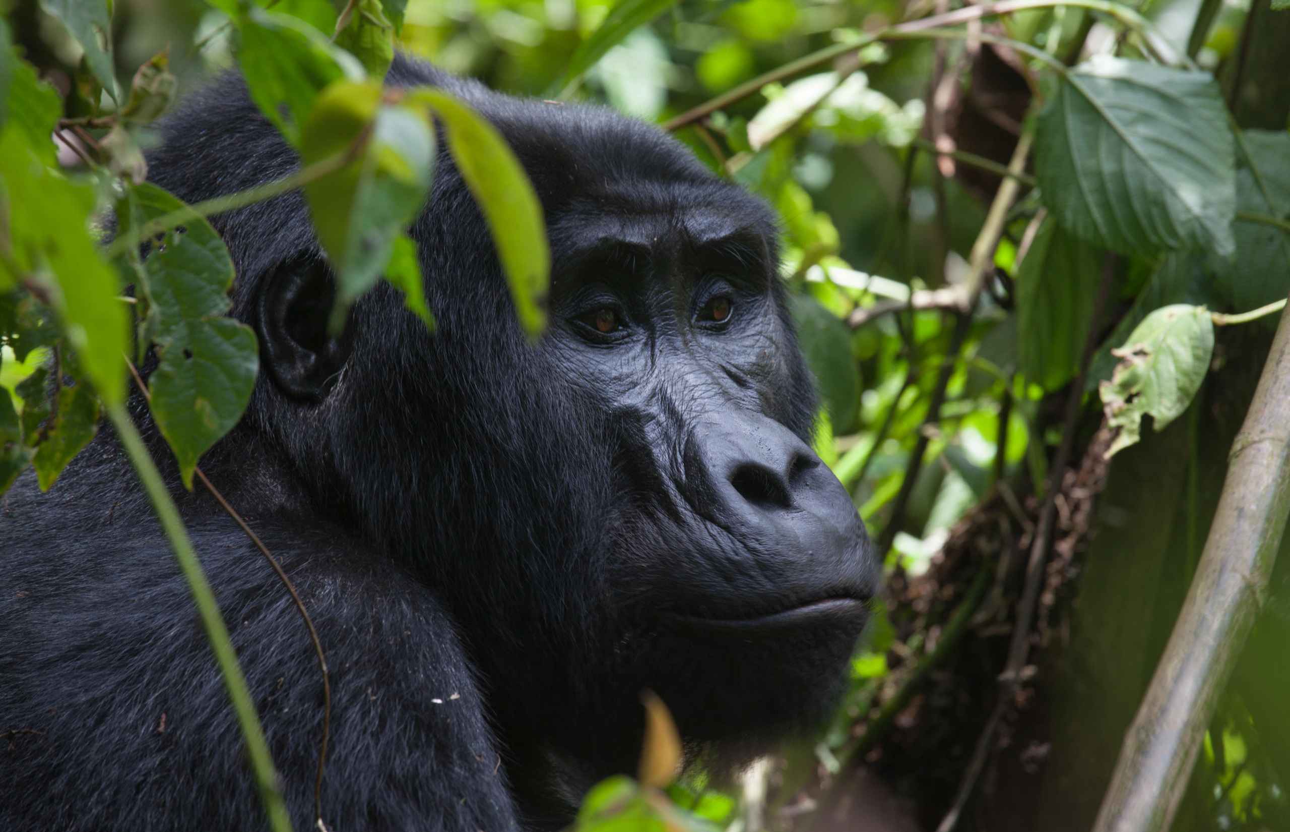 Gorilla Trekking in Uganda | Credit: WildPlaces Africa