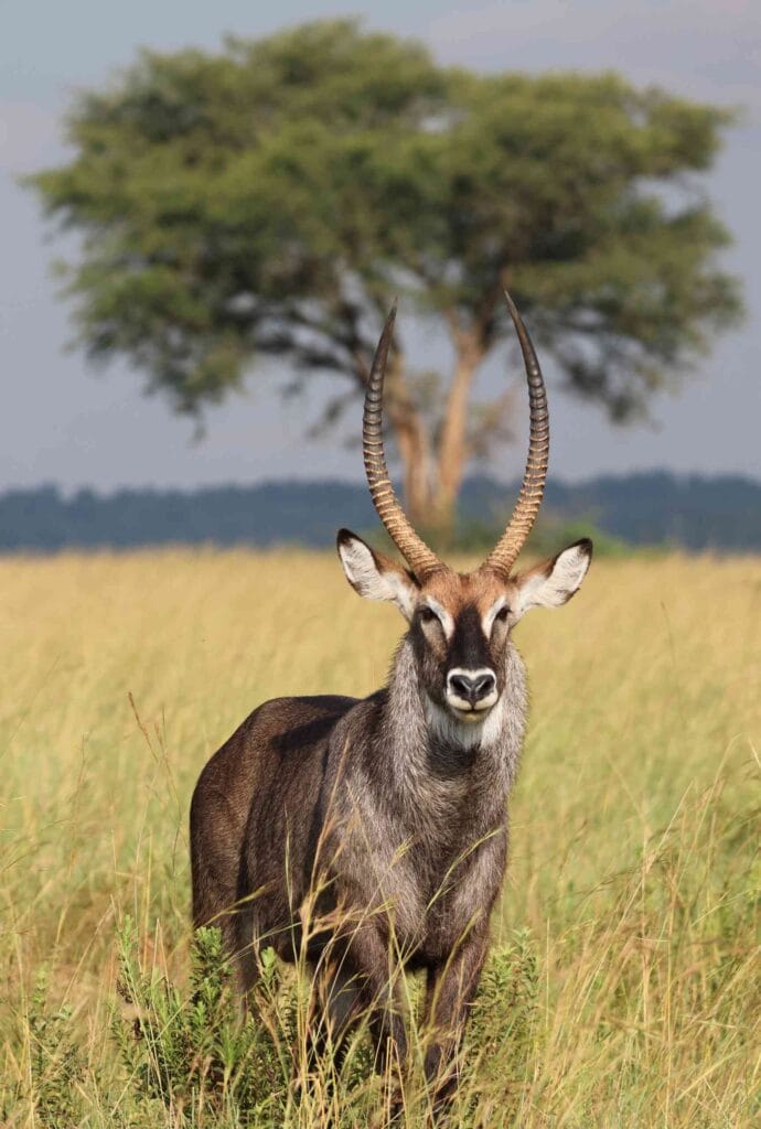 Trekking in Uganda | Credit: Nicole Lovett