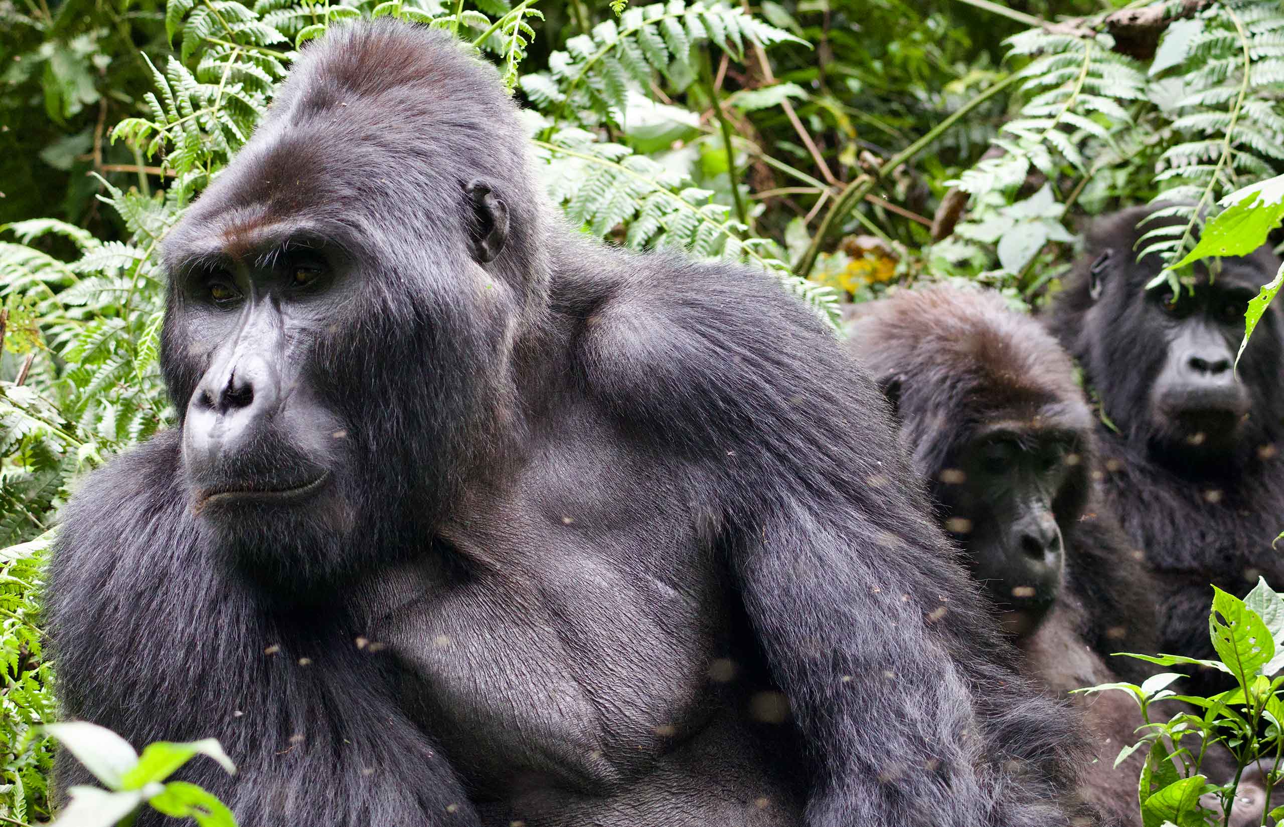 Why 2026 is the year for the ultimate gorilla encounter in Uganda