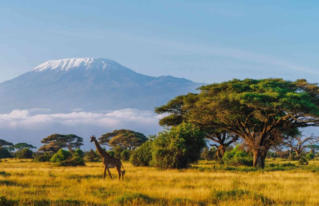 Masai giraffe in front of Kilimanjaro mountain in Amboseli National Park, Kenya